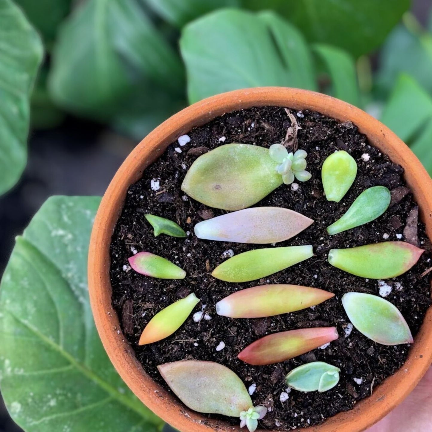 Succulent Plant Leaves for Propagation – Assorted Varieties with Bonus Gift – Perfect for Plant Lovers and Propagation Enthusiasts
