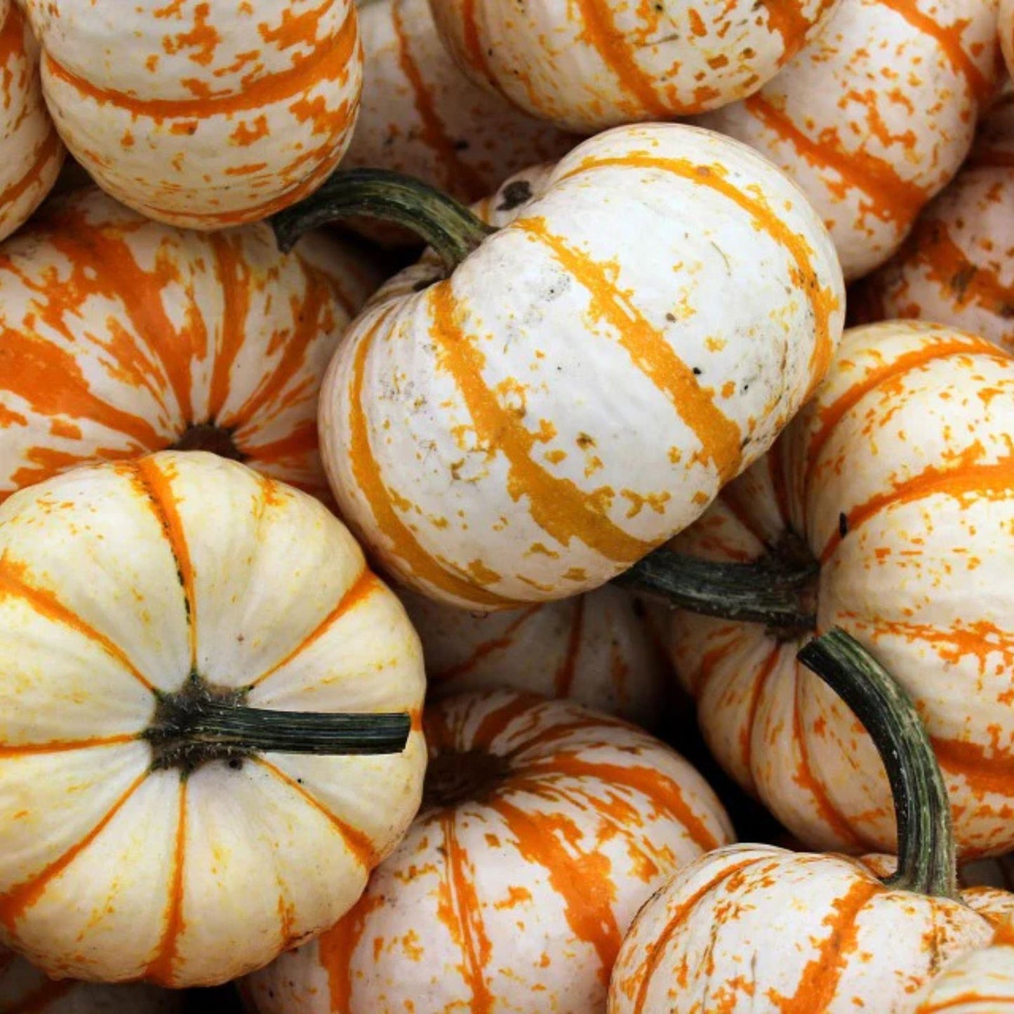 Dwarf Tiger Striped Gourd Seeds, 15 Rare Vegetable Seeds, Cucurbita pepo, Unique Garden Plant, Live Starter or Cutting