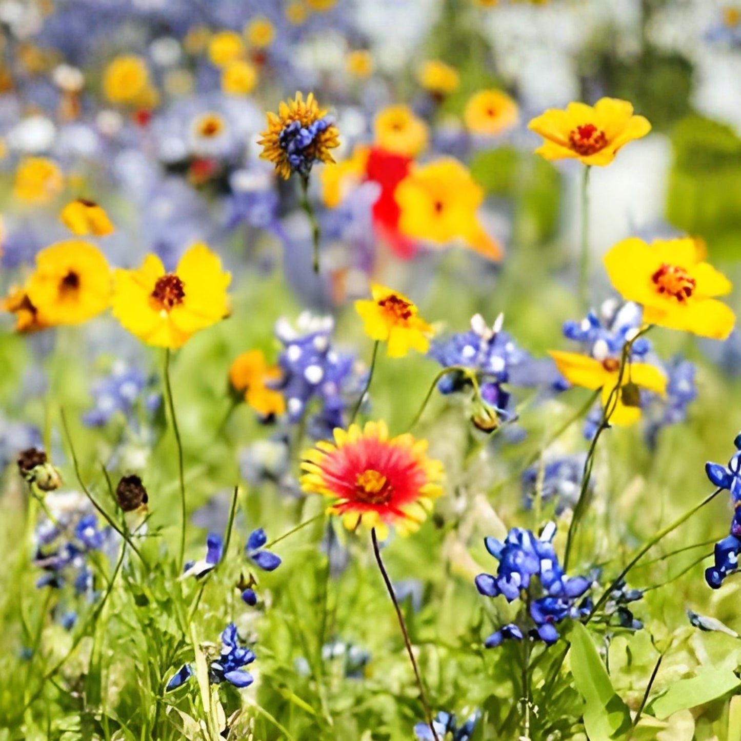 Wild Flower Seeds Packet Kit | Open-Pollinated Bulk Flower Seed Mix for 10 sq ft | Various Species