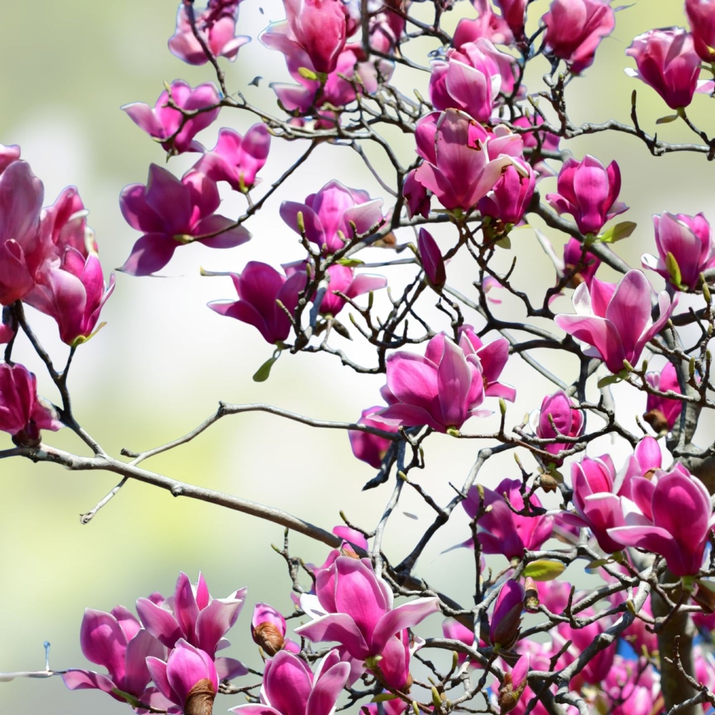 Magnolia Lily Seeds 10 Pack Pink Flowering Tree Magnolia liliflora Garden Plant Seeds