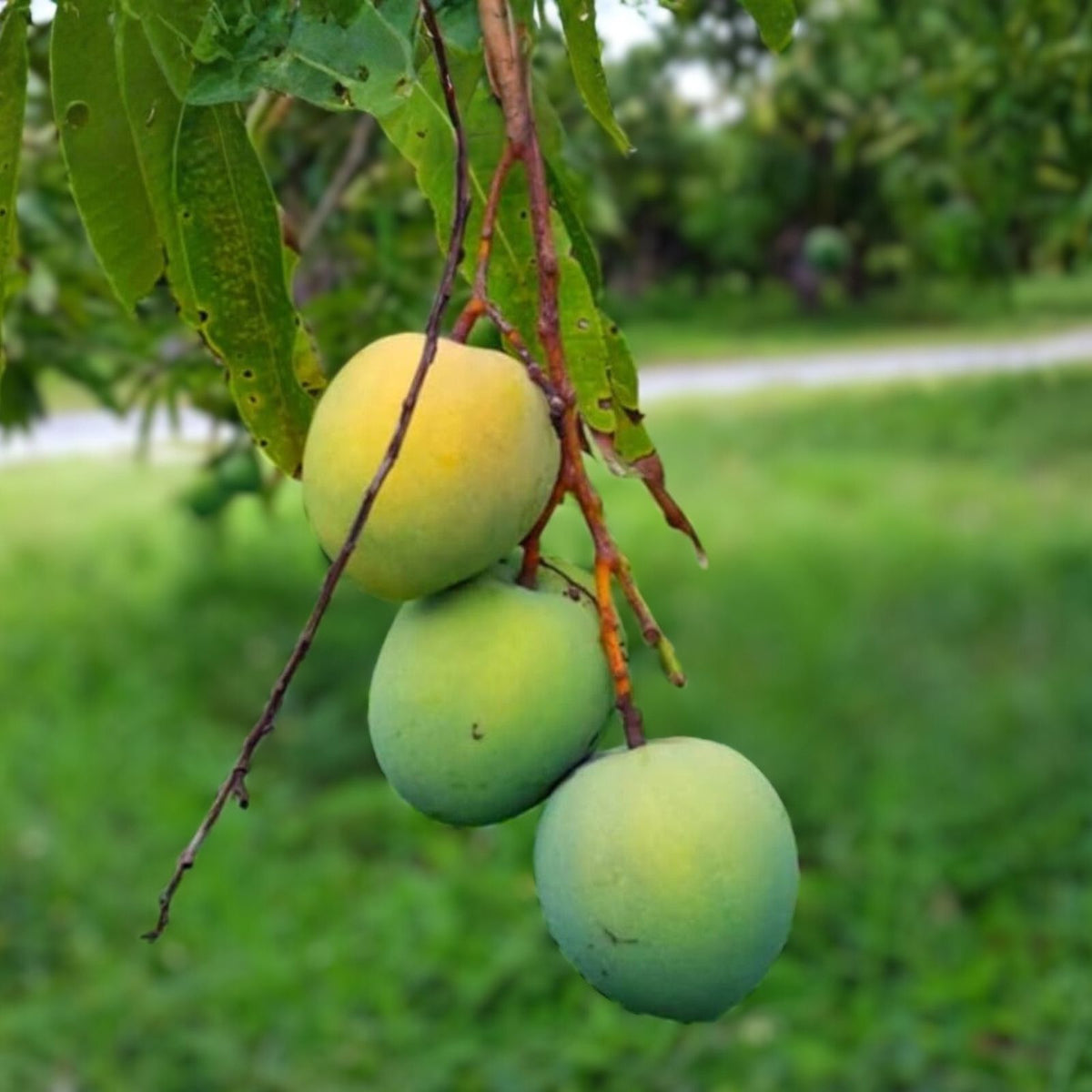 Grafted Florigon Mango Tree 3 Gallon - Tropical Fruit Plant - Mangifera indica - 3-4 Feet Tall - Delicious Variety