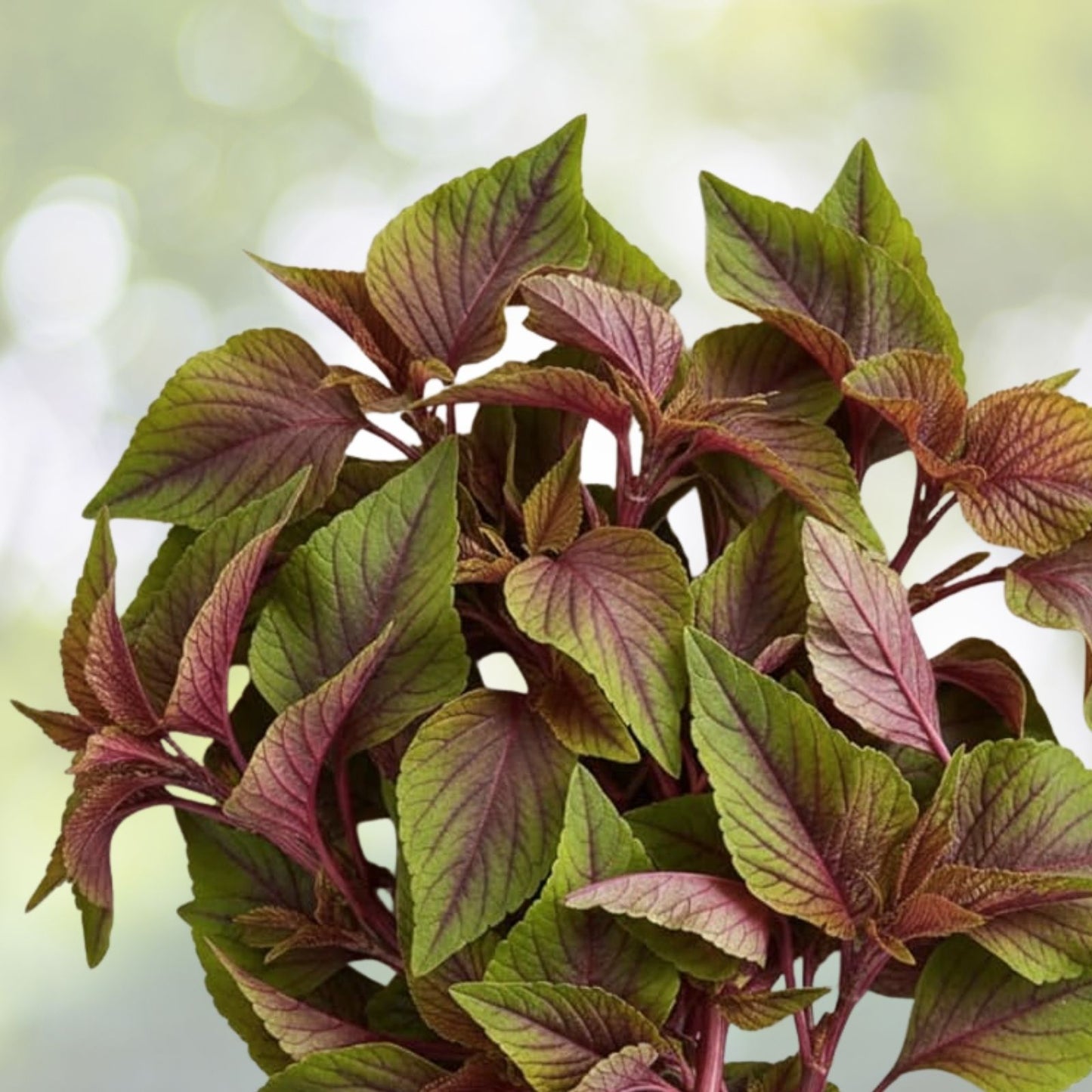 Red Amaranth Seeds - 500+ Count, Red Stripe Leaf Chinese Spinach (Yin Cho Callaloo), USA Grown