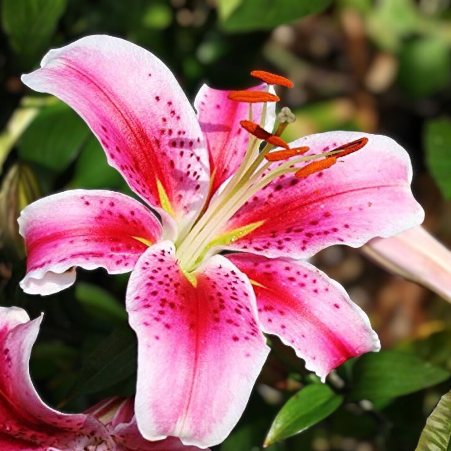 Oriental Lily Bulb 16/18cm Red & White Fragrant Lilium 'Stargazer' Flower Bulb