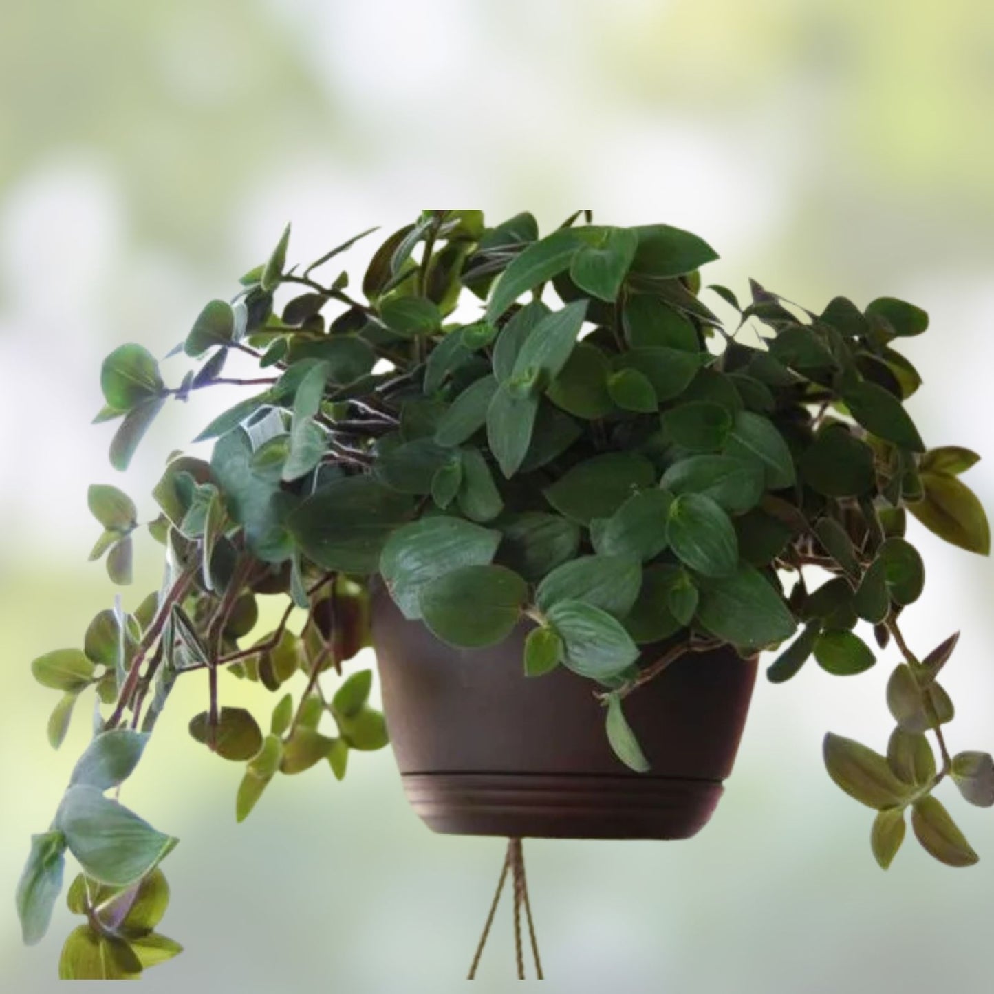 Tradescantia Chrysophylla 'Baby Bunny Bellies' Starter Plant – Rare Houseplant with Soft Foliage