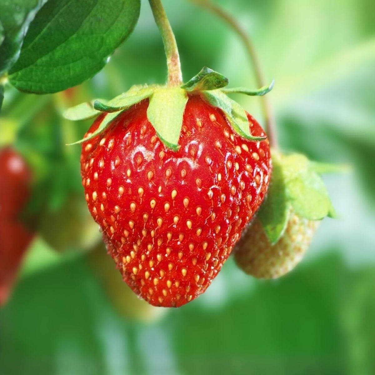 Junebearing Strawberry Plants - Tennessee Beauty - Perennial Fruit - Fragaria × ananassa - Large Sweet Berries - Zones 4-9