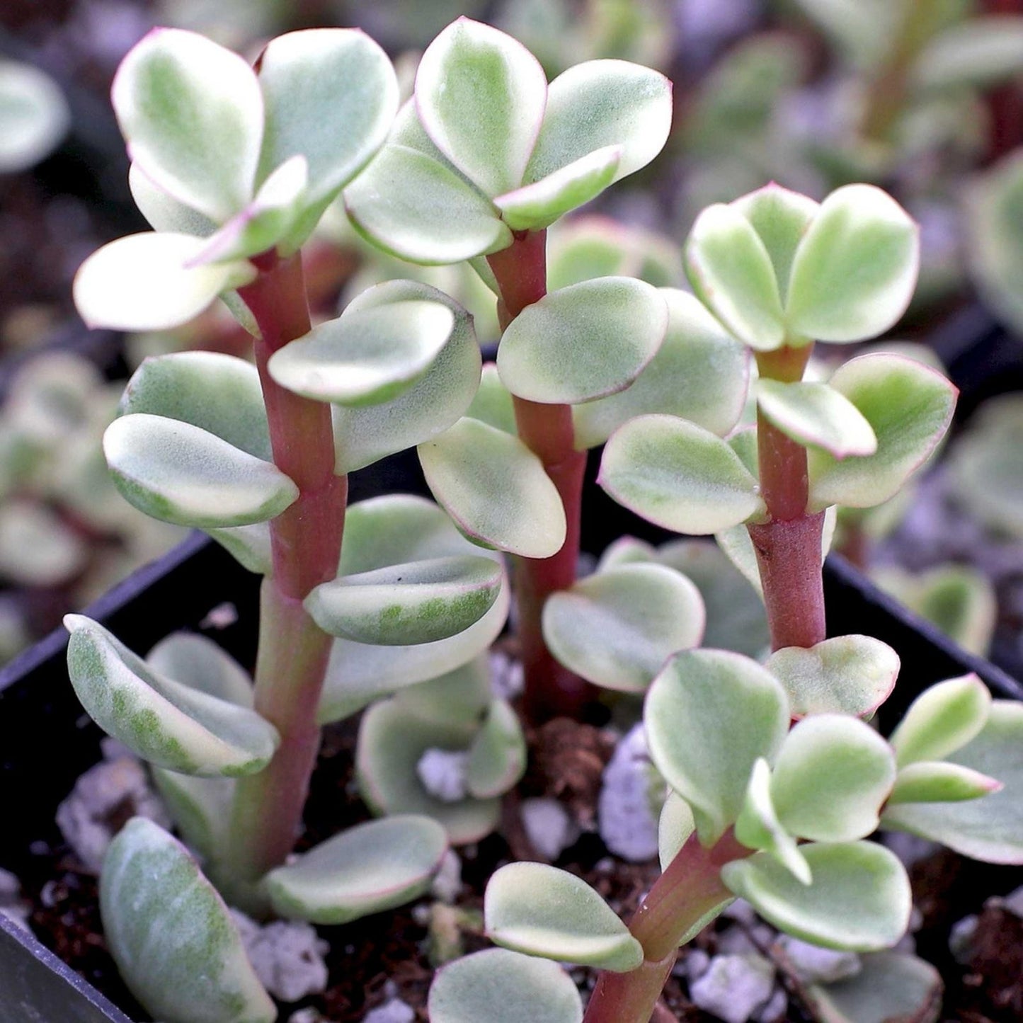 Rainbow Variegated Elephant Bush Dwarf Jade Plant Cuttings – 2 Unrooted 4-Inch Stem Cuttings, Portulacaria afra, Succulent Plant