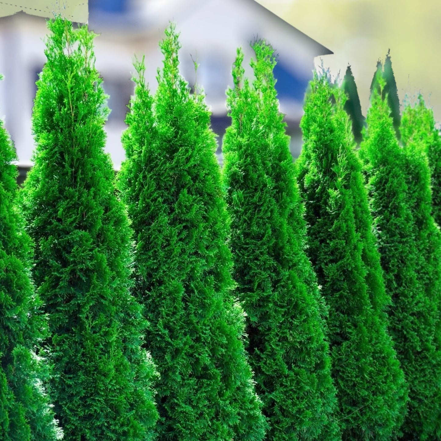 30 Emerald Green Arborvitae Starter Plants - Thuja occidentalis 'Emerald Green' for Landscape Privacy