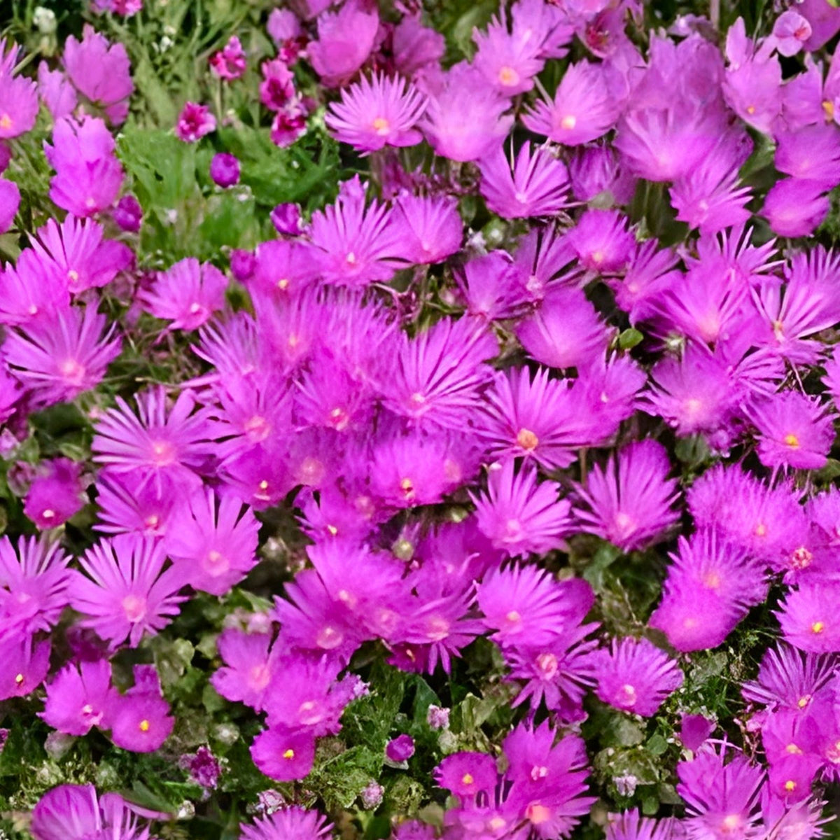Creeping Ice Plant Cuttings 12-Pack Purple Pink Ground Cover Rare Succulents Delosperma cooperi