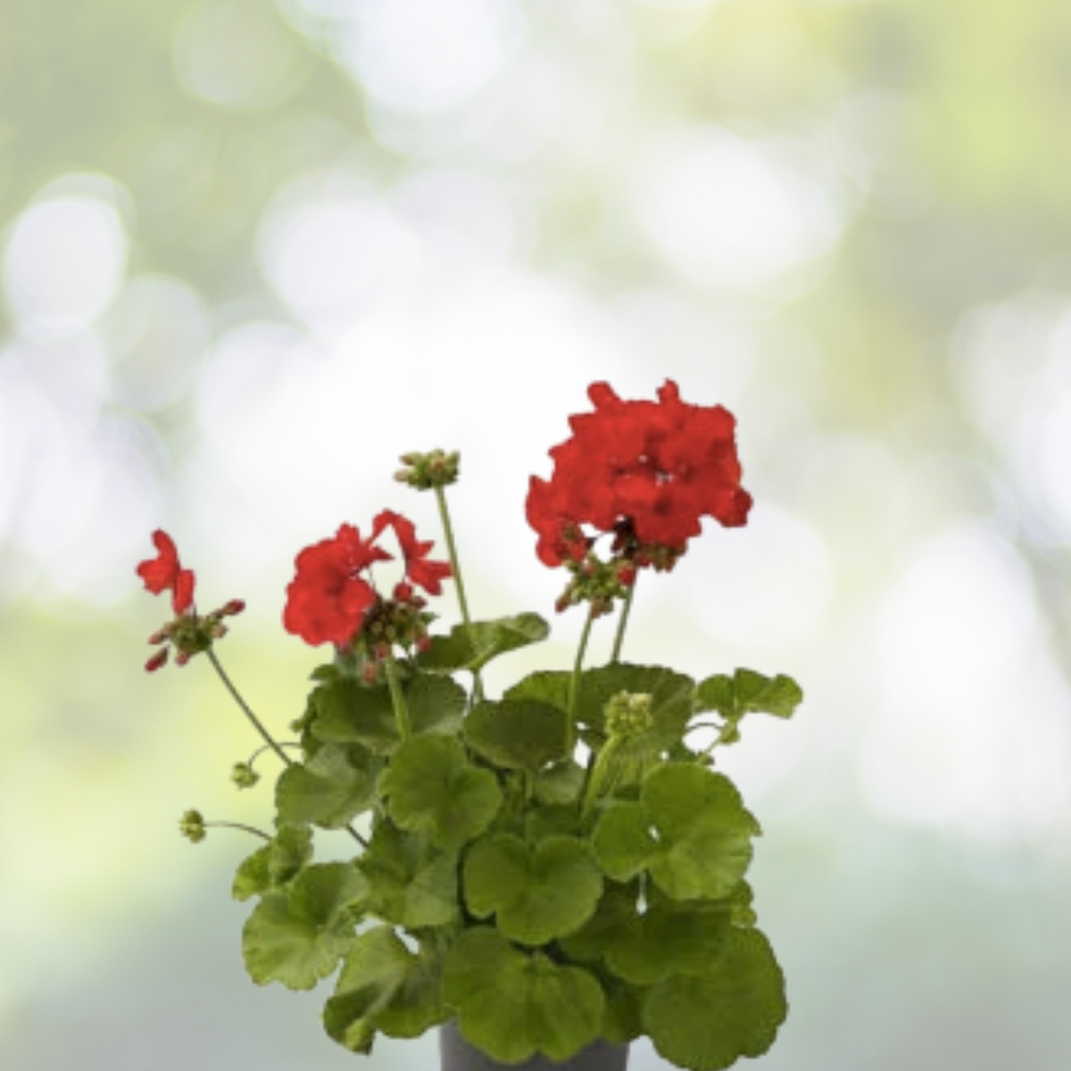 Regal Geranium Cuttings 3x6" Purple Pink Exotic Blooms - Pelargonium × hortorum