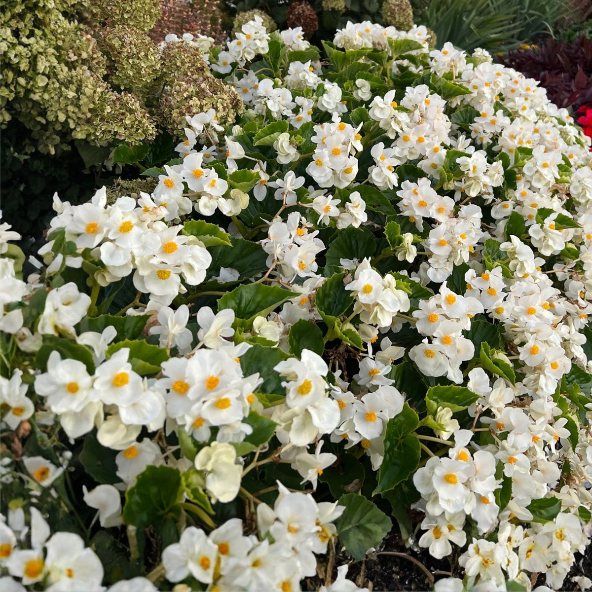 White Begonia Plant 6" Pot - Charming White Flowers with Yellow Centers - Easy Care Indoor & Outdoor Flowering Plant (Begonia)