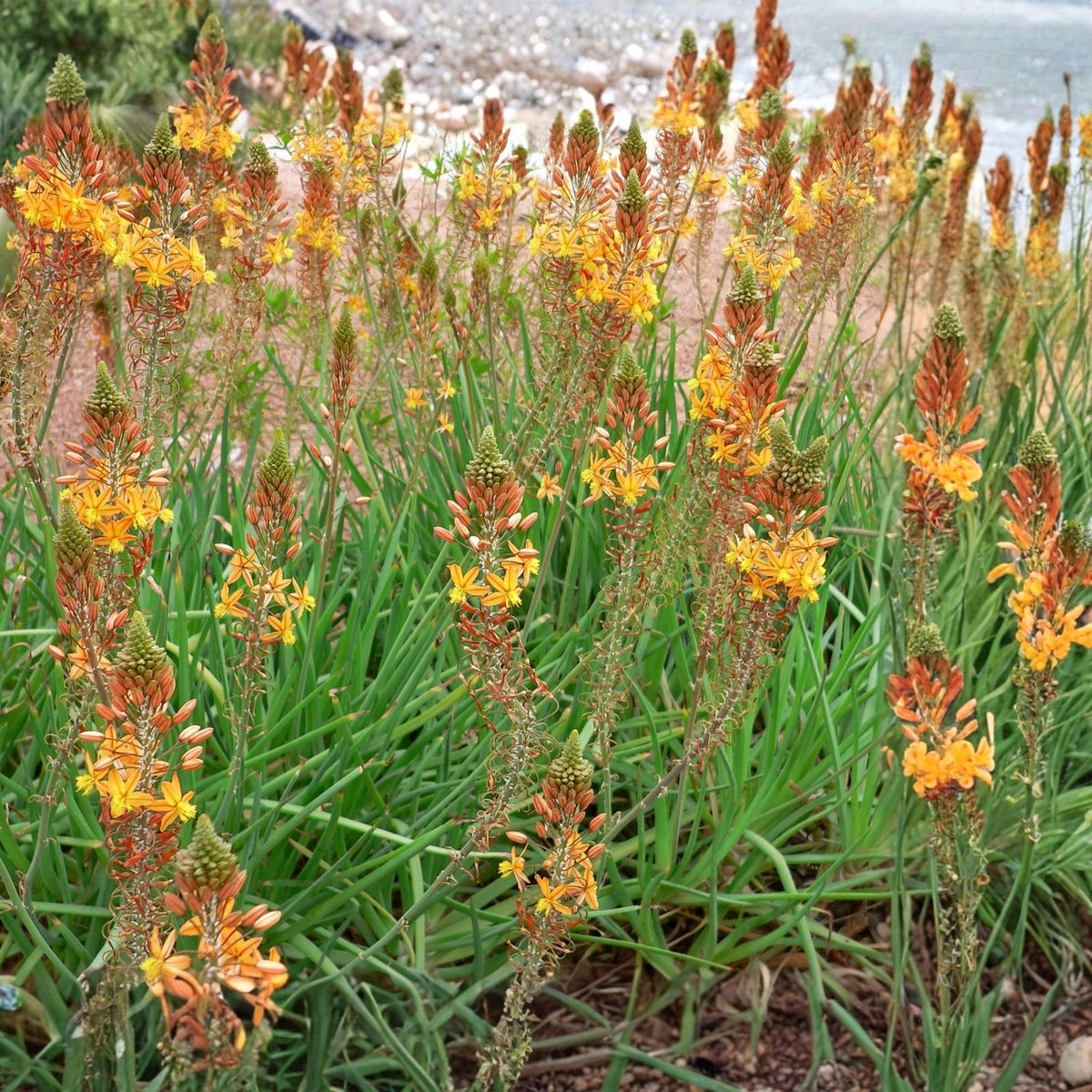 Bulbine frutescens Plant - Yellow Snake Flower - Drought-Tolerant Perennial Ground Cover - Healing Properties