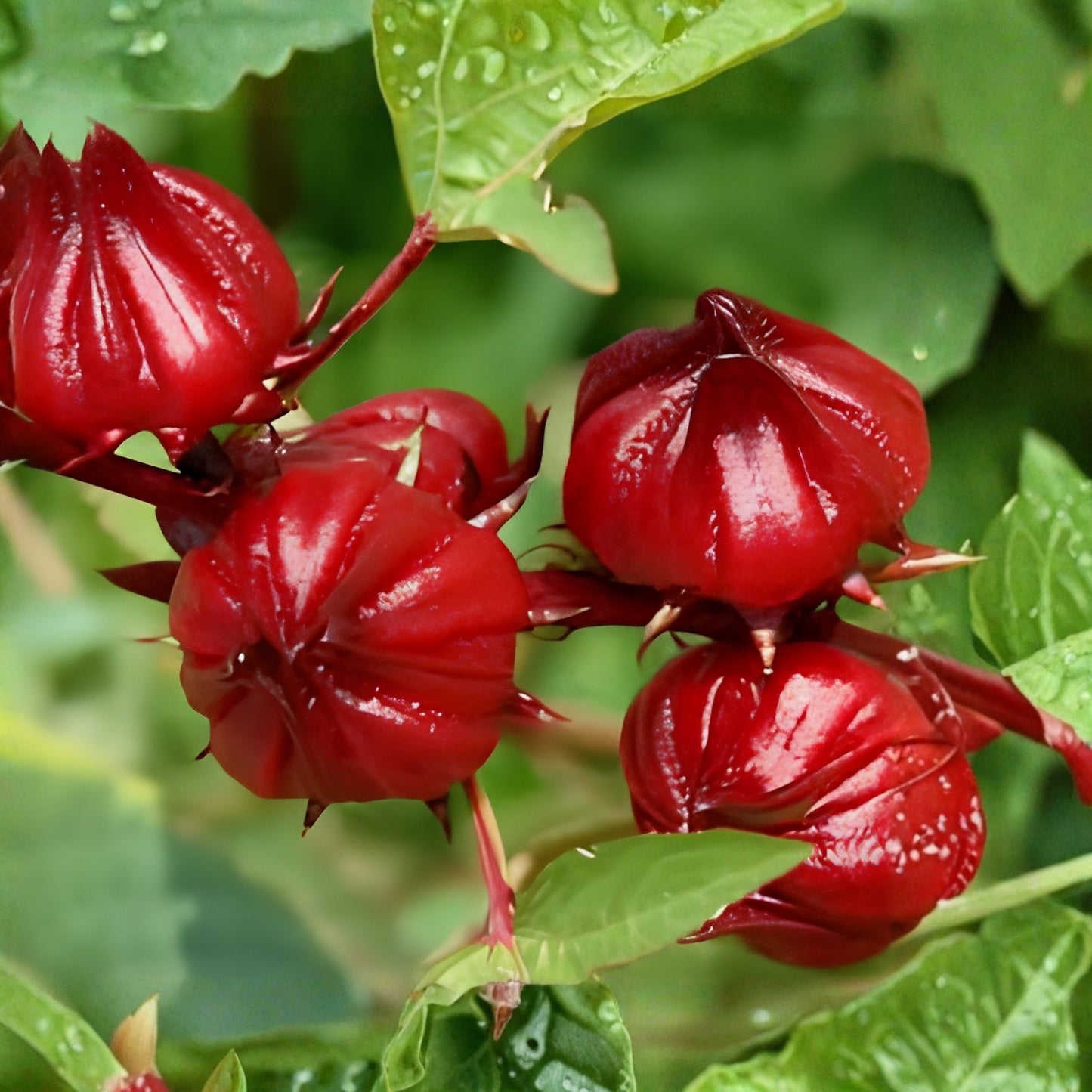 Jamaican Sorrel Seeds 10 Pack, Florida Cranberry Hibiscus Sabdariffa, Indian Roselle, Edible Flower Plant Seeds