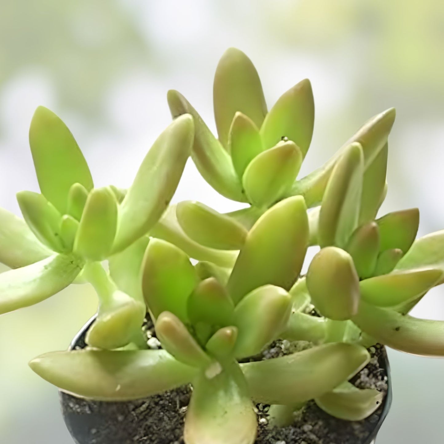 Sedum Adolphi 'Golden Glow' Succulent Plant 4-6" Live Healthy Rooted Indoor Garden Plant