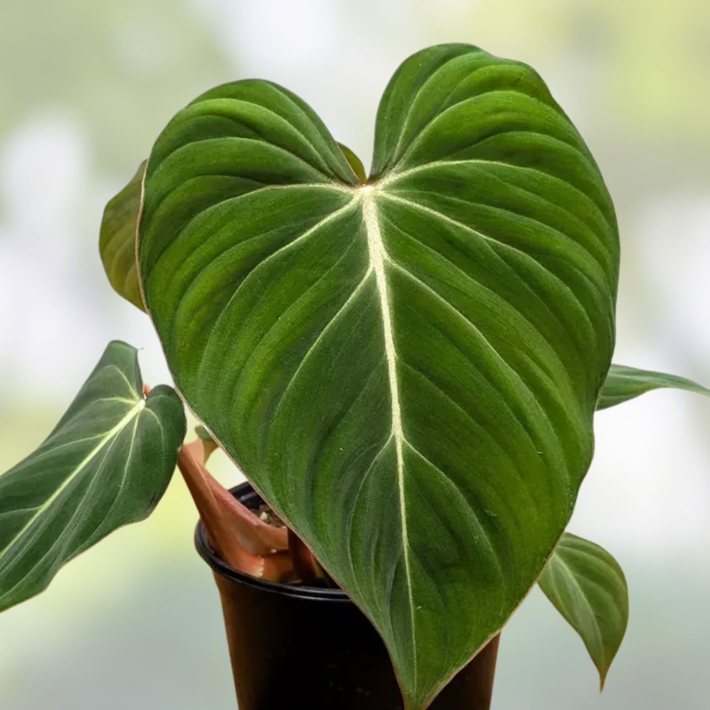 Philodendron Gloriosum Plant - 4-inch Velvet Aroid - Healthy Rooted Live Houseplant - Rare Indoor Plant - Philodendron Species