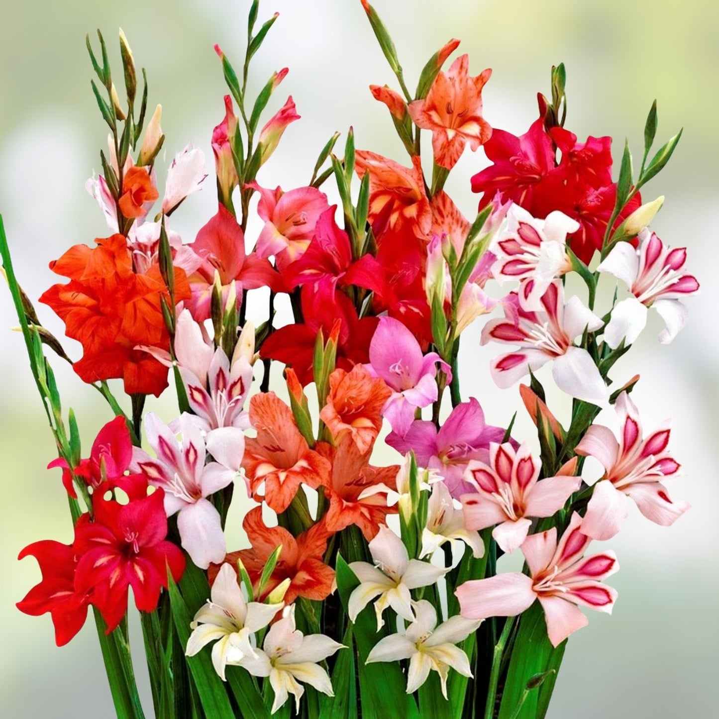 Gladiolus Bulbs 10/12cm Mixed Colors Sword Lily Summer Blooming Cold Hardy Flower Bulbs for Container Planting