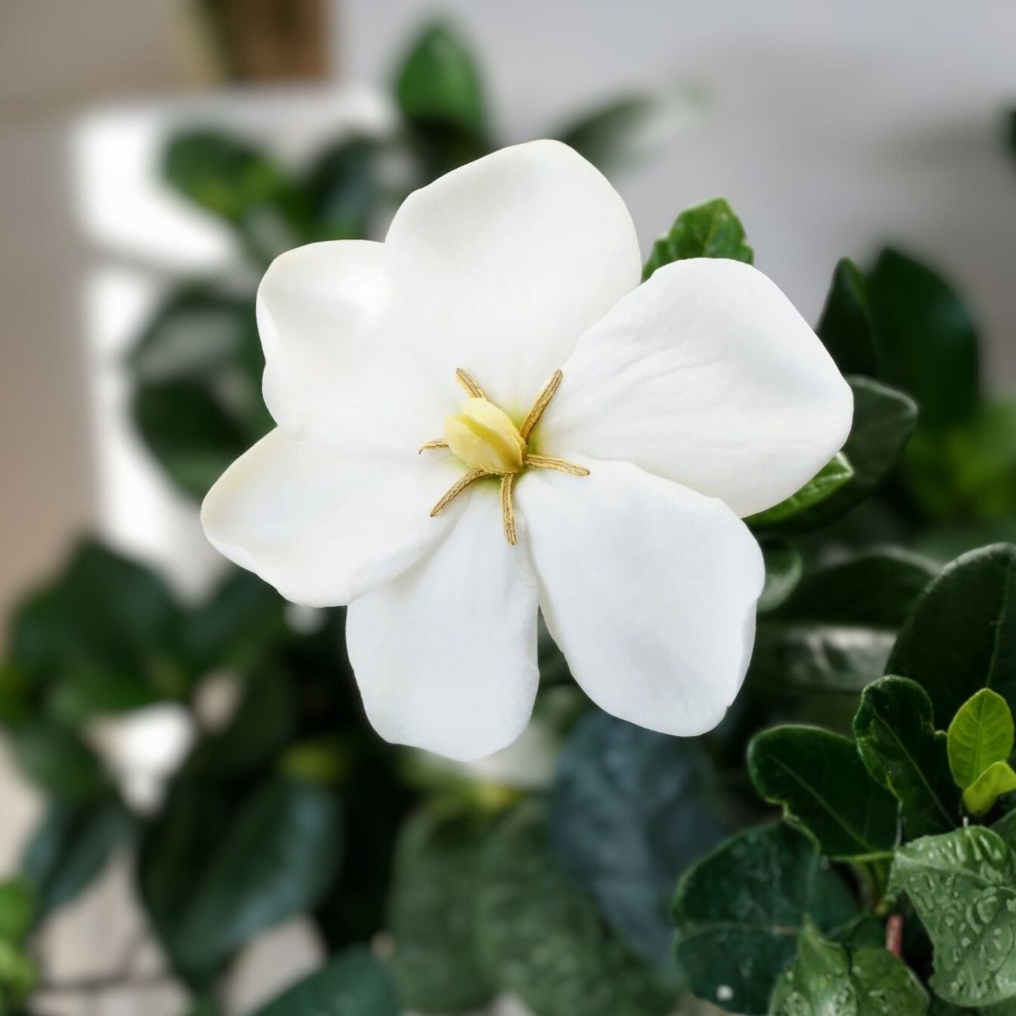 Kleim's Hardy Gardenia Live Plant - 6-10 Inches - Fragrant Evergreen Dwarf Gardenia jasminoides 'Kleim's Hardy'