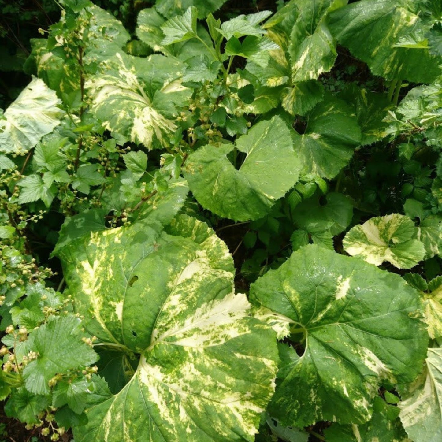 Variegated Japanese Fuki Plant - Green & White Leaves - Petasites japonicus - Ornamental Perennial Garden Plant