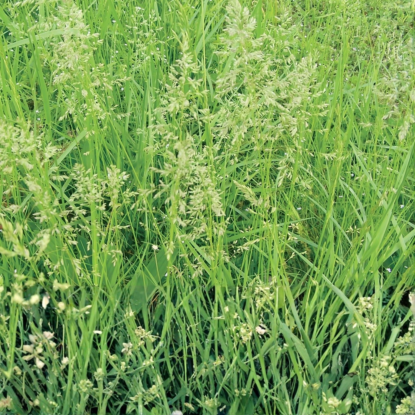 Creeping Red Fescue Seeds 1,000 Count - Festuca rubra for Lawn, Erosion Control, Shade Areas, Ground Cover