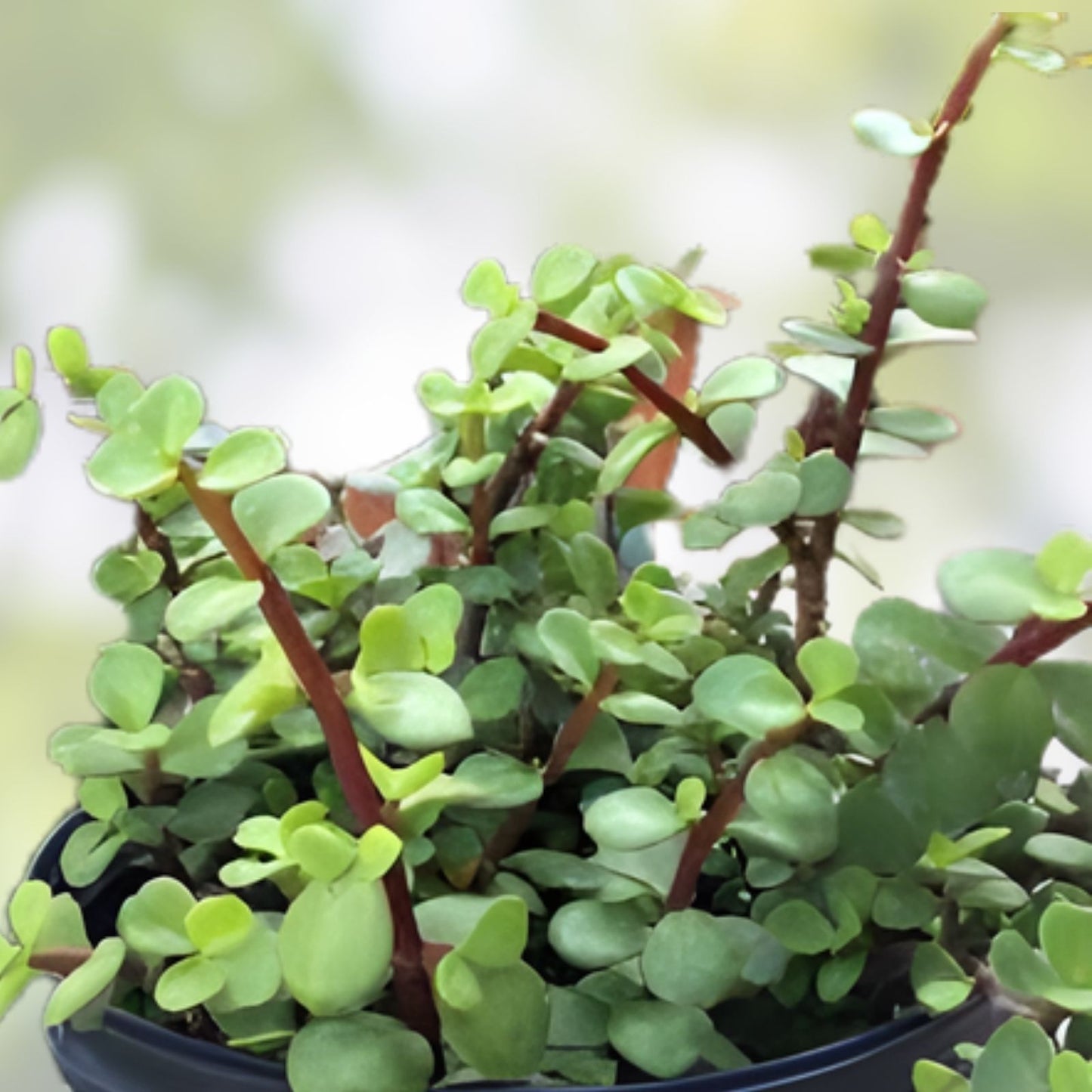 Succulent Cuttings 5 Pack - Portulacaria Afra Clippings for Home Decor and Planting - Easy to Grow Indoor Plants