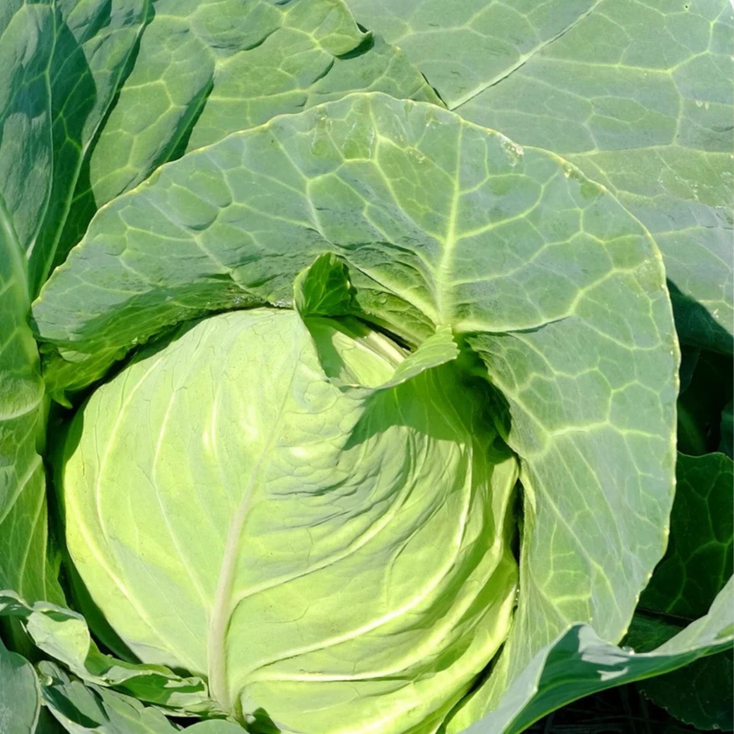 Cabbage Seeds 500 Count Early Jersey Wakefield Heirloom Non-GMO Brassica oleracea Vegetable Seeds