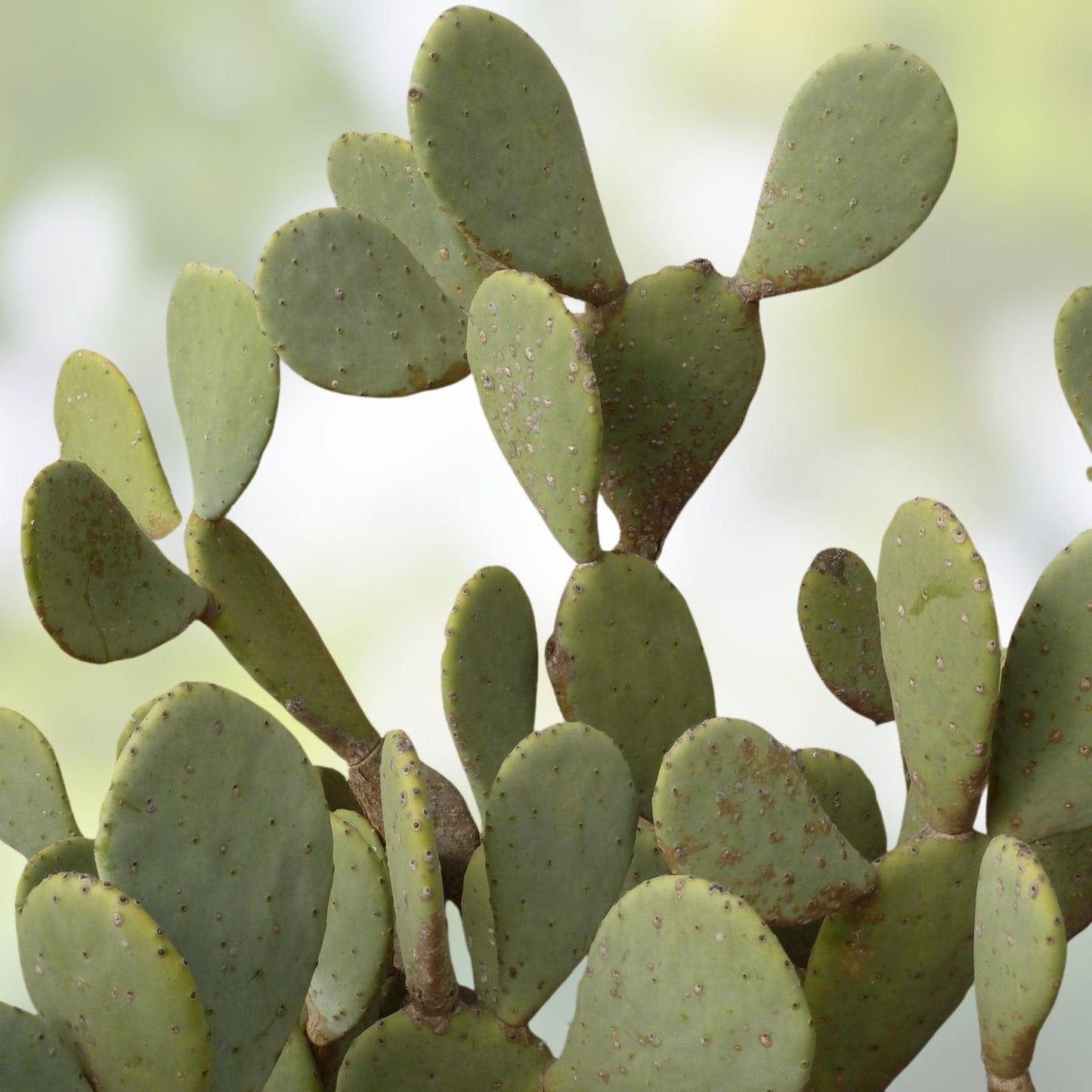 Opuntia Gomei Old Mexico Prickly Pear Cactus Pad Cutting Edible Cactus Segment for Gardening and Planting