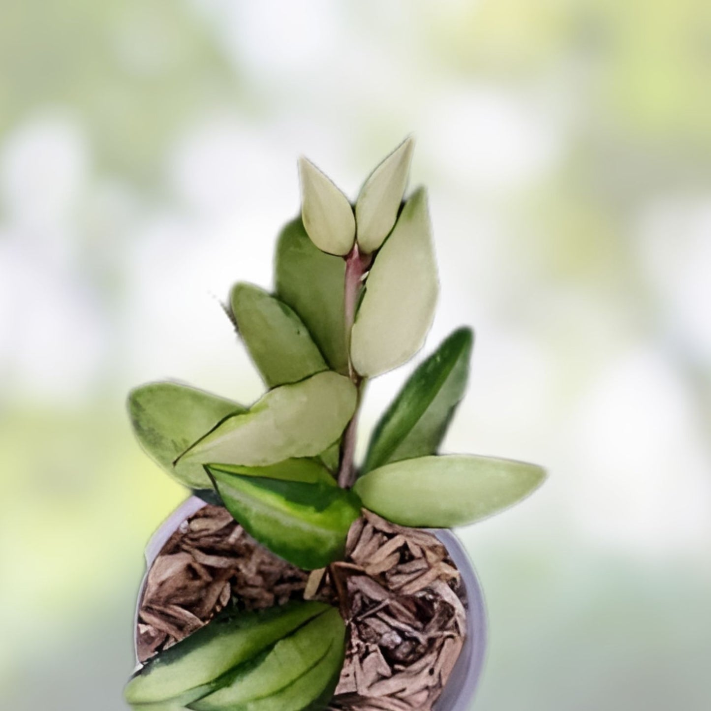 Hoya Plant Lacunosa Souma - Variegated Indoor Houseplant - Exotic Hoya lacunosa, Low Maintenance, Green and White Foliage