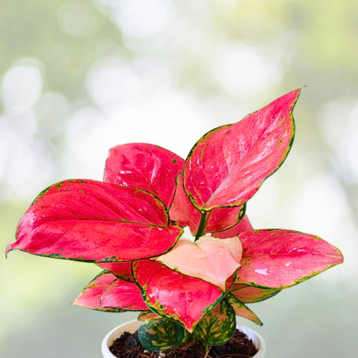 Diamond Red Chinese Evergreen Plant - 2.5" Pot - Aglaonema - Low Light Indoor Houseplant - Easy Care Houseplant