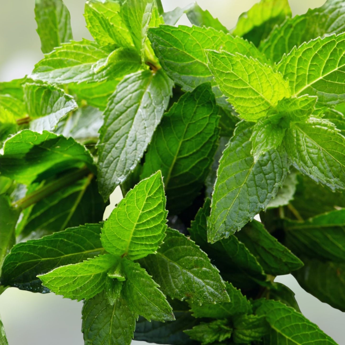 Peppermint Seeds 400 Count Non-GMO Heirloom Herb Mentha piperita for Gardening and Cooking
