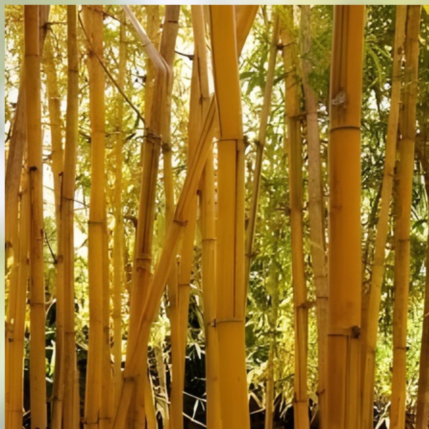 Bamboo Seeds for Planting – 300+ Count – Fast Growing Exotic Phyllostachys spp – Ships from Iowa, USA