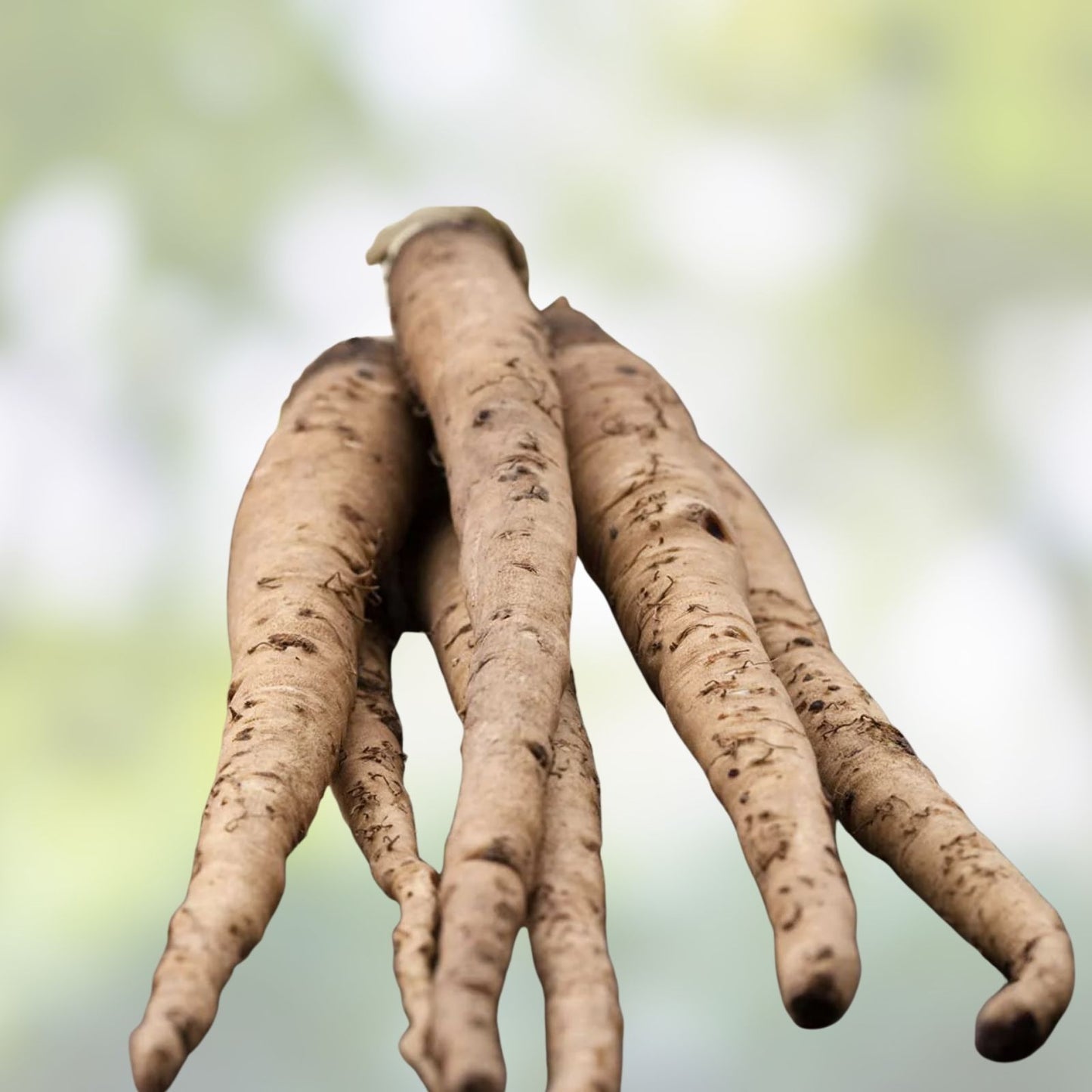 Salsify Seeds Sandwich Island Variety Non-GMO Root Vegetable 100 Seeds Tragopogon porrifolius