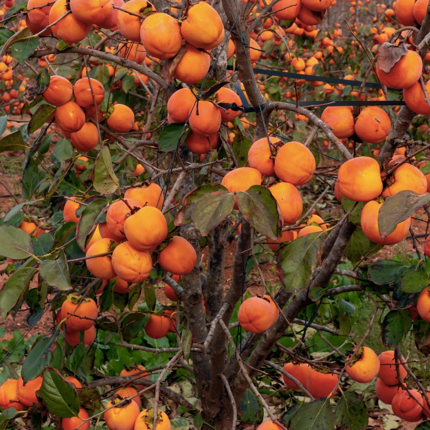 Persimmon Tree Seeds 10 Pack - Diospyros virginiana - USA Made Outdoor Tree Seeds for Planting, Native Persimmon Fruit Tree Seeds