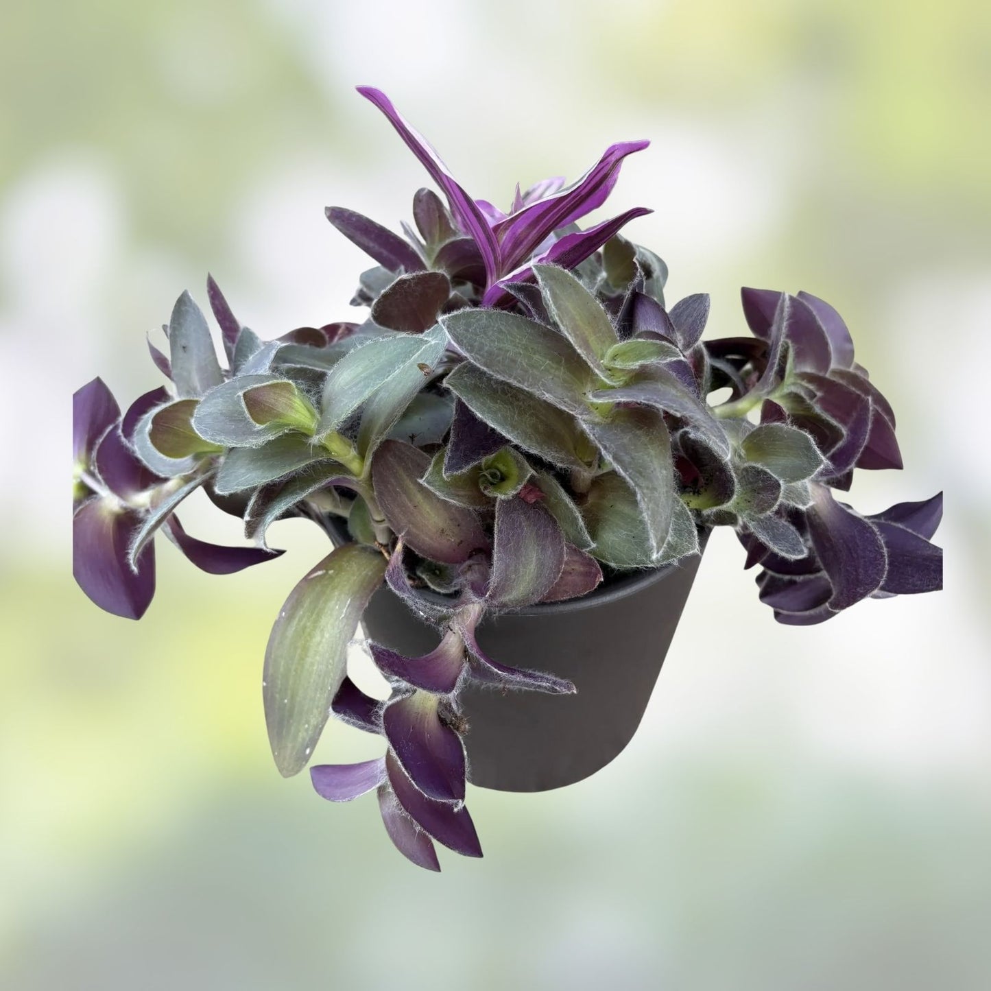 Tradescantia Albiflora Cuttings - 5 Pieces Wandering Jew Plant for Propagation Indoor Gardening