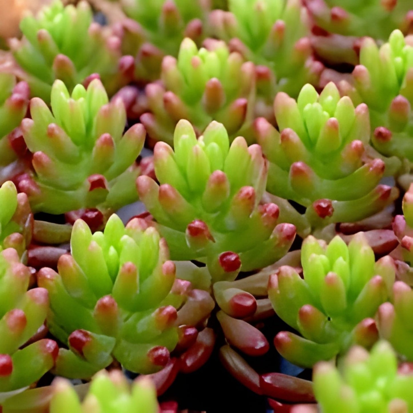 Sedum Rubrotinctum Jelly Bean Succulent Plant in 3x4” Pot, Colorful Green and Red Foliage, California Grown