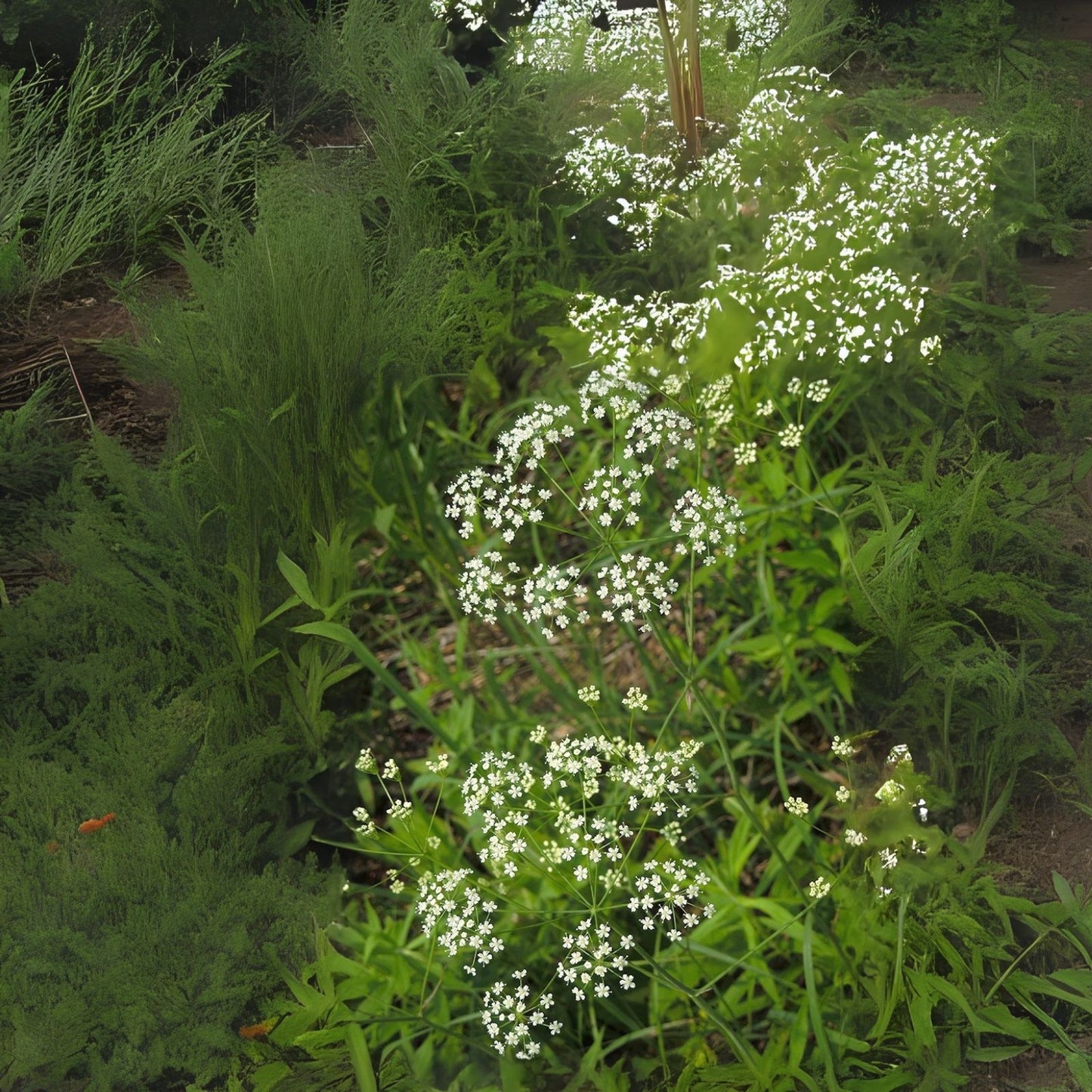 Wild Dill Seeds for Planting (50 Seeds) - Perideridia Americana - Heirloom Culinary Herb Garden Seed