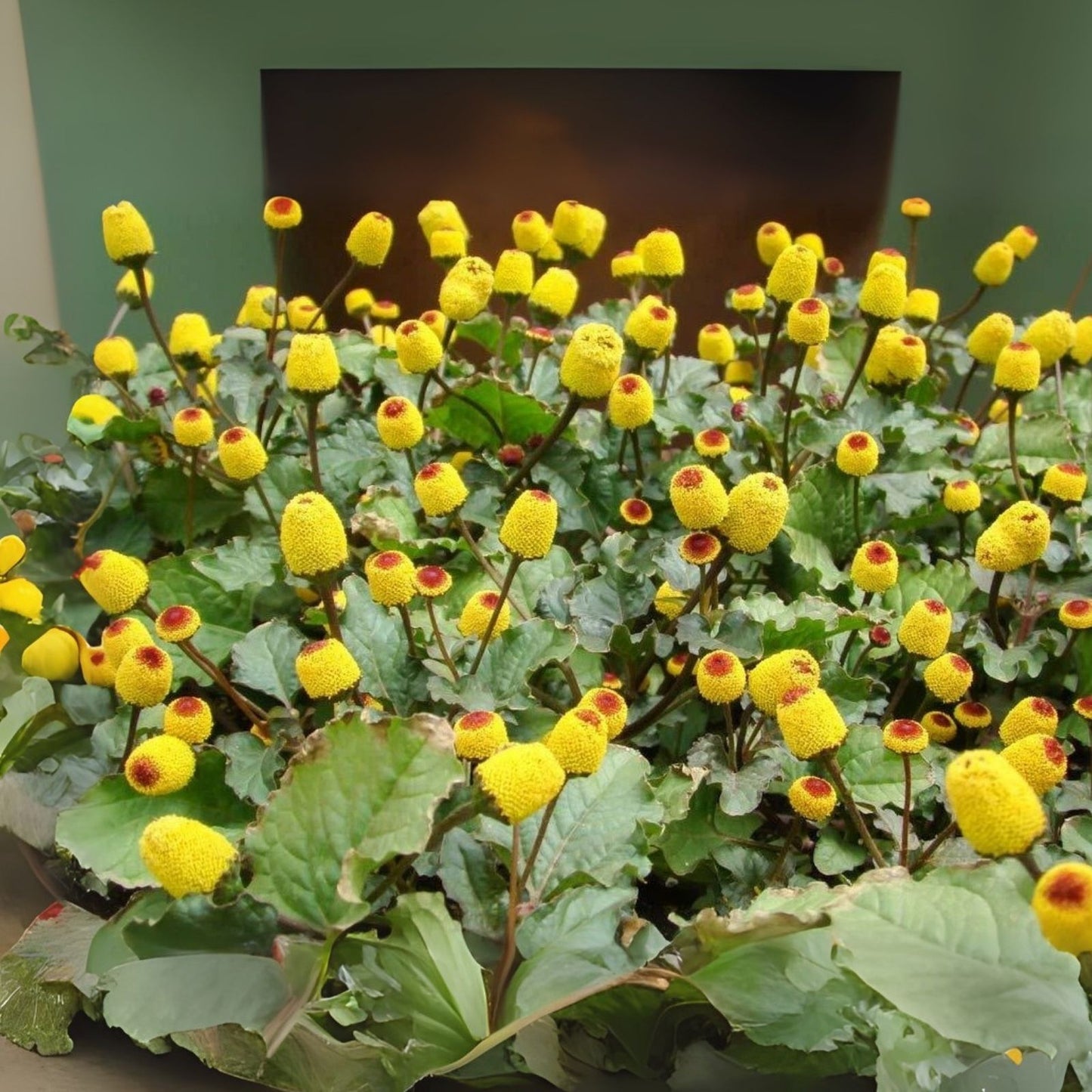 Toothache Plant Seeds - 150 Count - Exotic Spilanthes acmella - Herbal Garden Seeds for Home Growing
