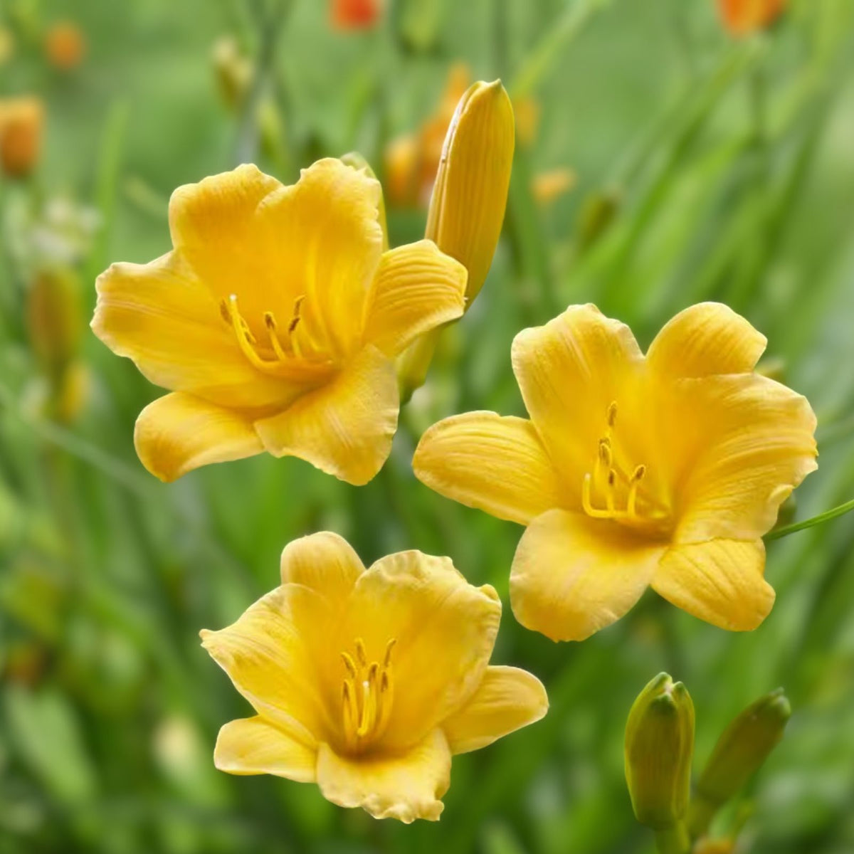 Stella D'Oro Daylily Bare Root 5-Pack, Yellow Cold Hardy Perennial, Hemerocallis 'Stella D'Oro' Mini Border Lily