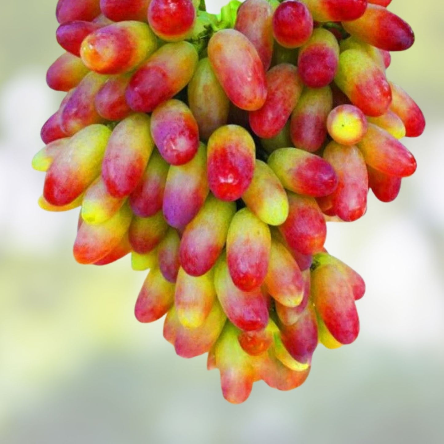 Golden Fingers Grapes Cuttings - 3 Premium Vitis vinifera Plant Cuttings for Home Gardening