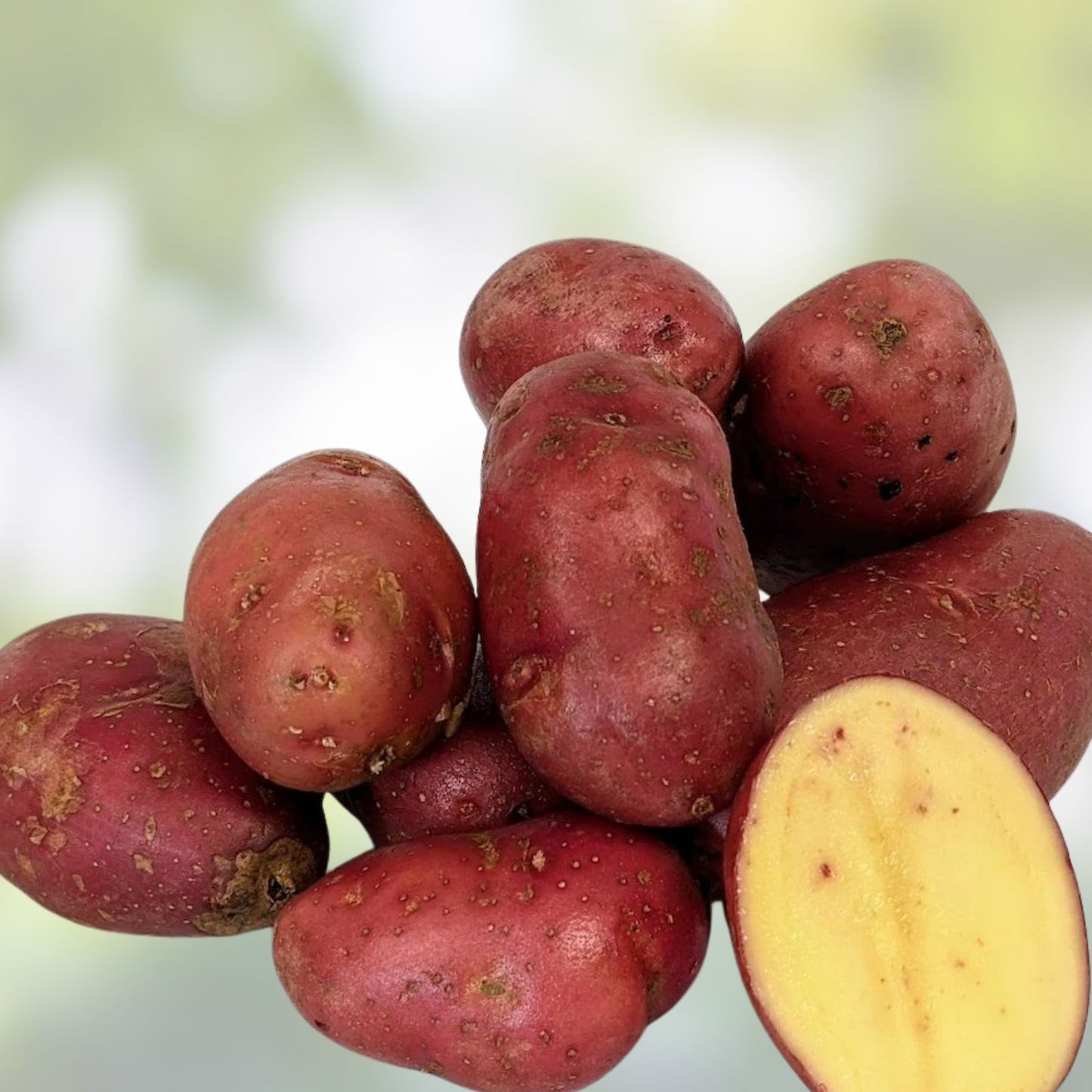 French Fingerling Seed Potatoes for Planting – Organic, Non-GMO Heirloom Solanum tuberosum