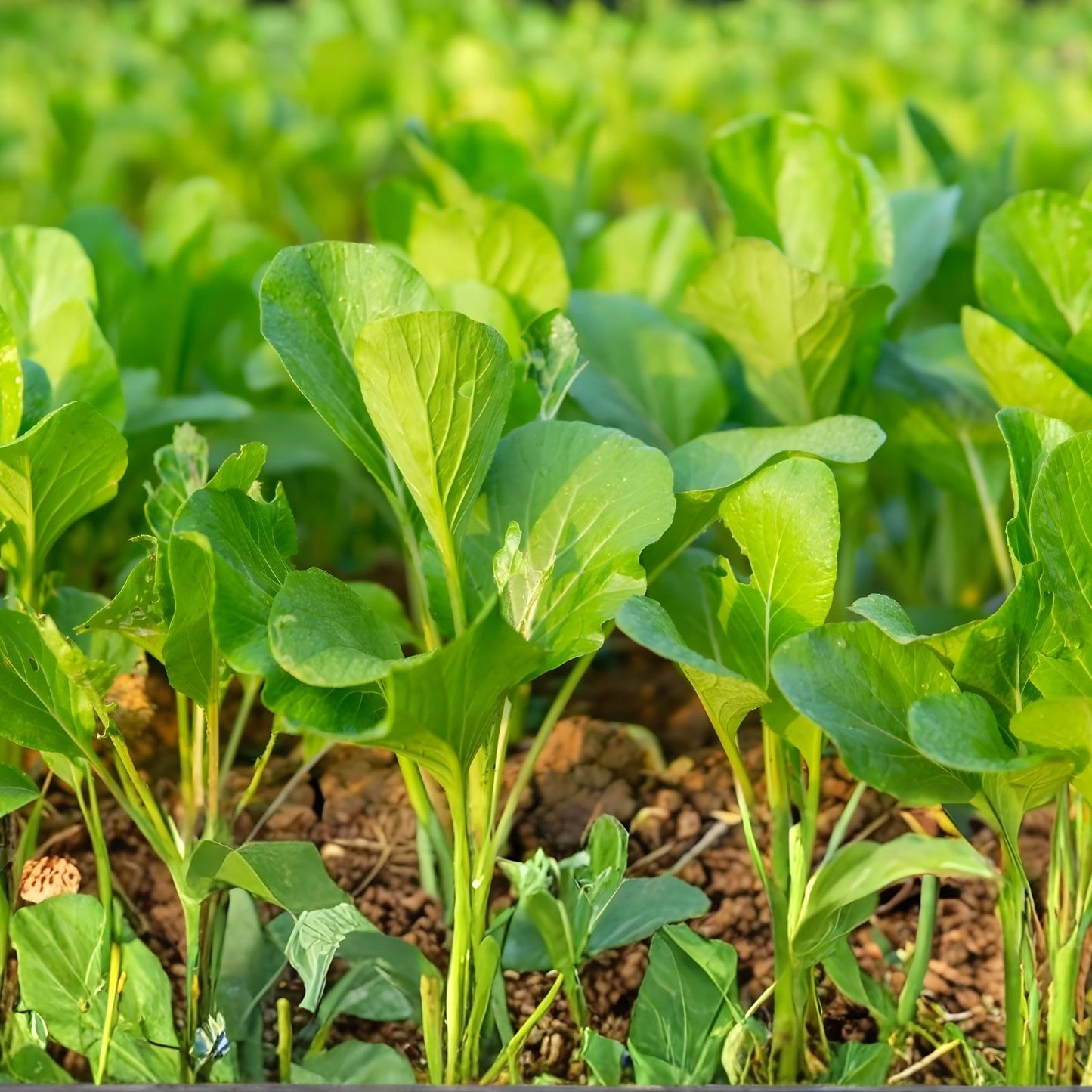 Green Wave Mustard Leaf Seeds – 50+ Count, Bright Lime Green, Brassica juncea, Ruffled Leaves for Salads and Cooking