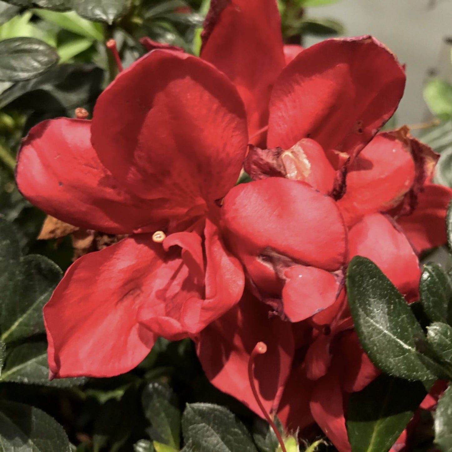 Encore Autumn Bonfire Azalea Starter Plant - Blood Red Deciduous Rhododendron 'Autumn Bonfire' Well Rooted