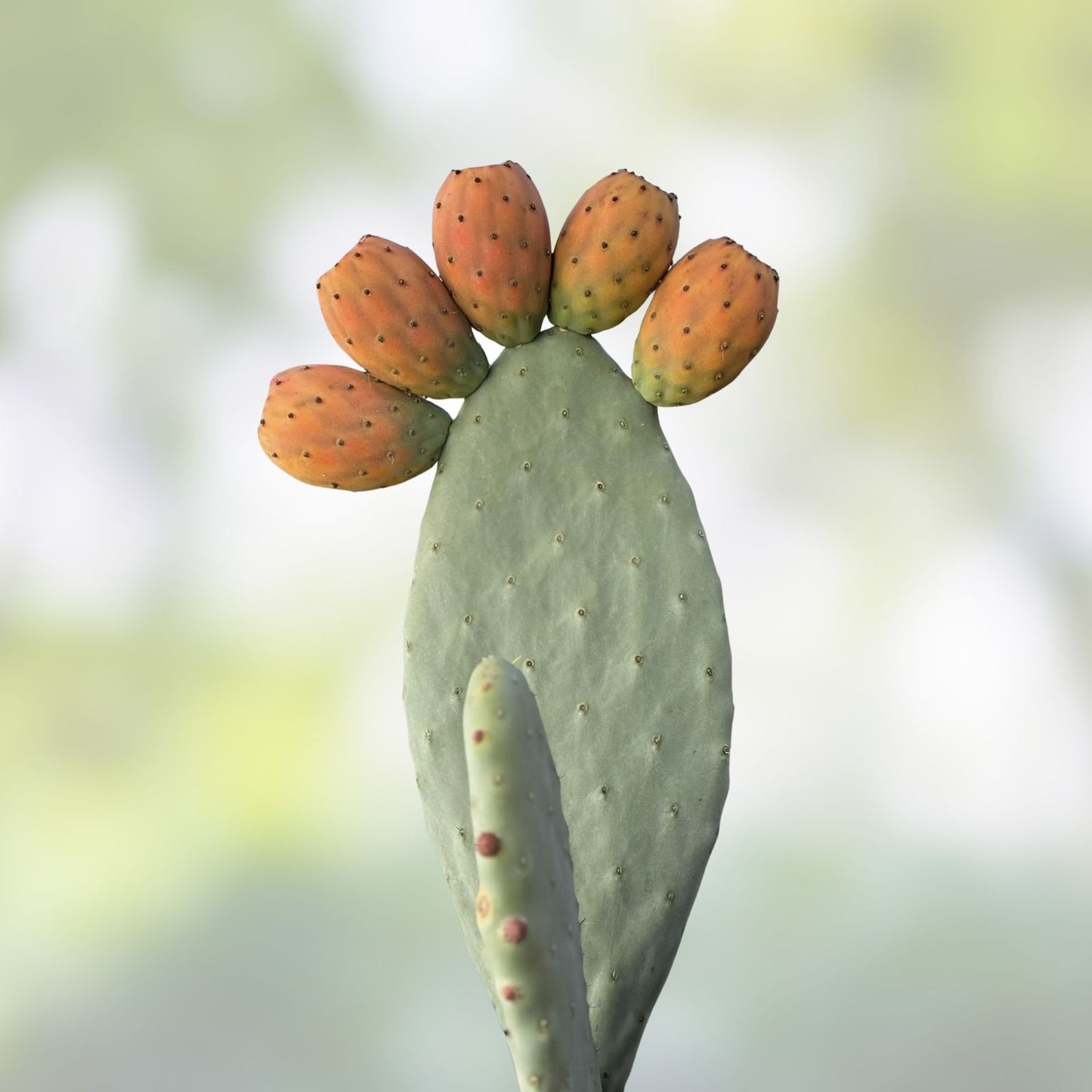 Opuntia Grafting Stock Cactus Cuttings - Pereskiopsis Tuna Nopal - 20 Pack for Propagation and Grafting