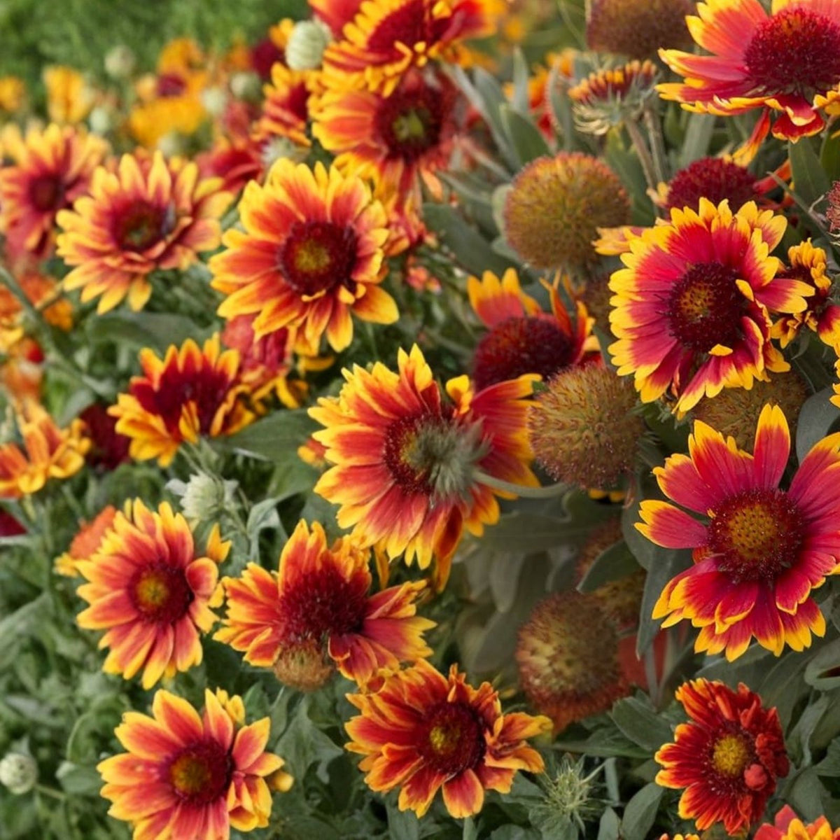 Golden Joy Blanket Flower Seeds 200 Non-GMO Gaillardia aristata Colorful Perennial Garden Plant
