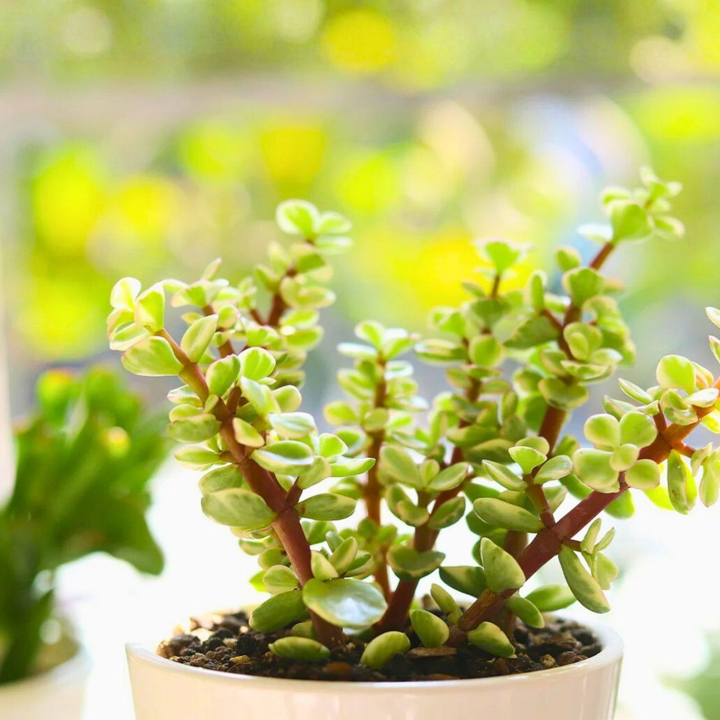 Fresh Elephant Bush Succulent Stems 5 Pack - Portulacaria Afra - Easy Care Indoor Outdoor Plant