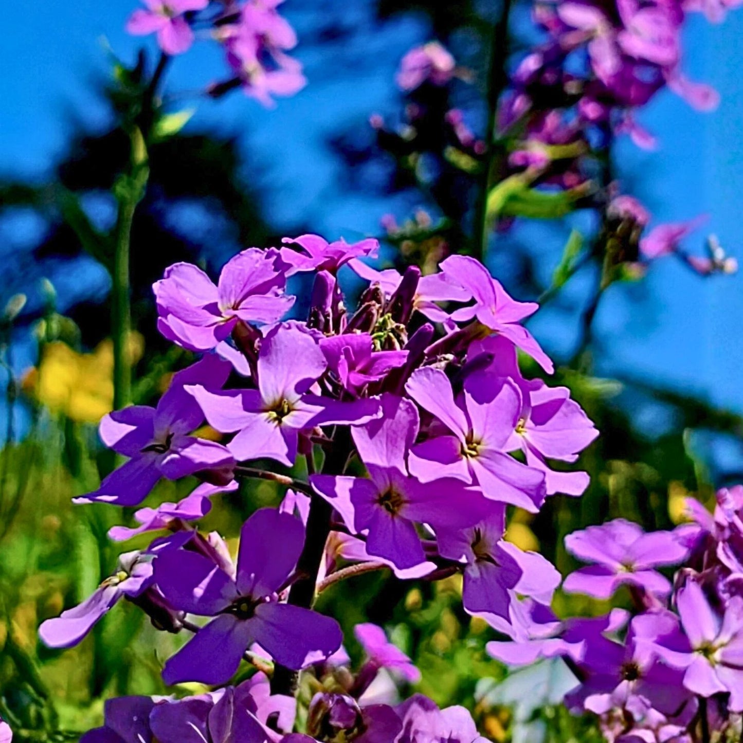 Dame's Rocket Seeds - 100+ Freshly Harvested - Hesperis matronalis - Wildflower Seeds for Gardens and Pollinator Attraction