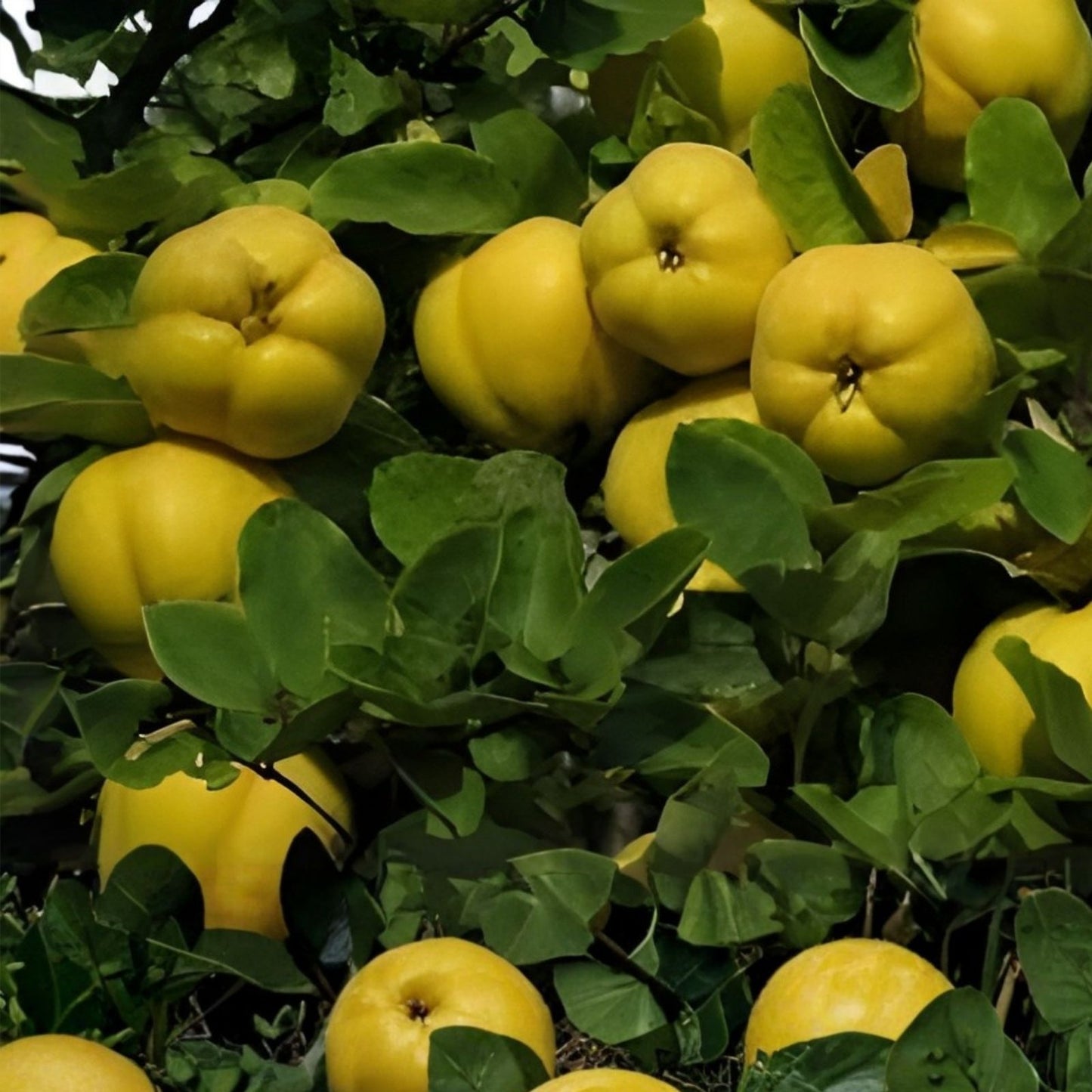 20 Common Quince Seeds - Edible Fruit Tree Seeds for Home Garden - Cydonia oblonga, Sweet Fruit Plant Seeds