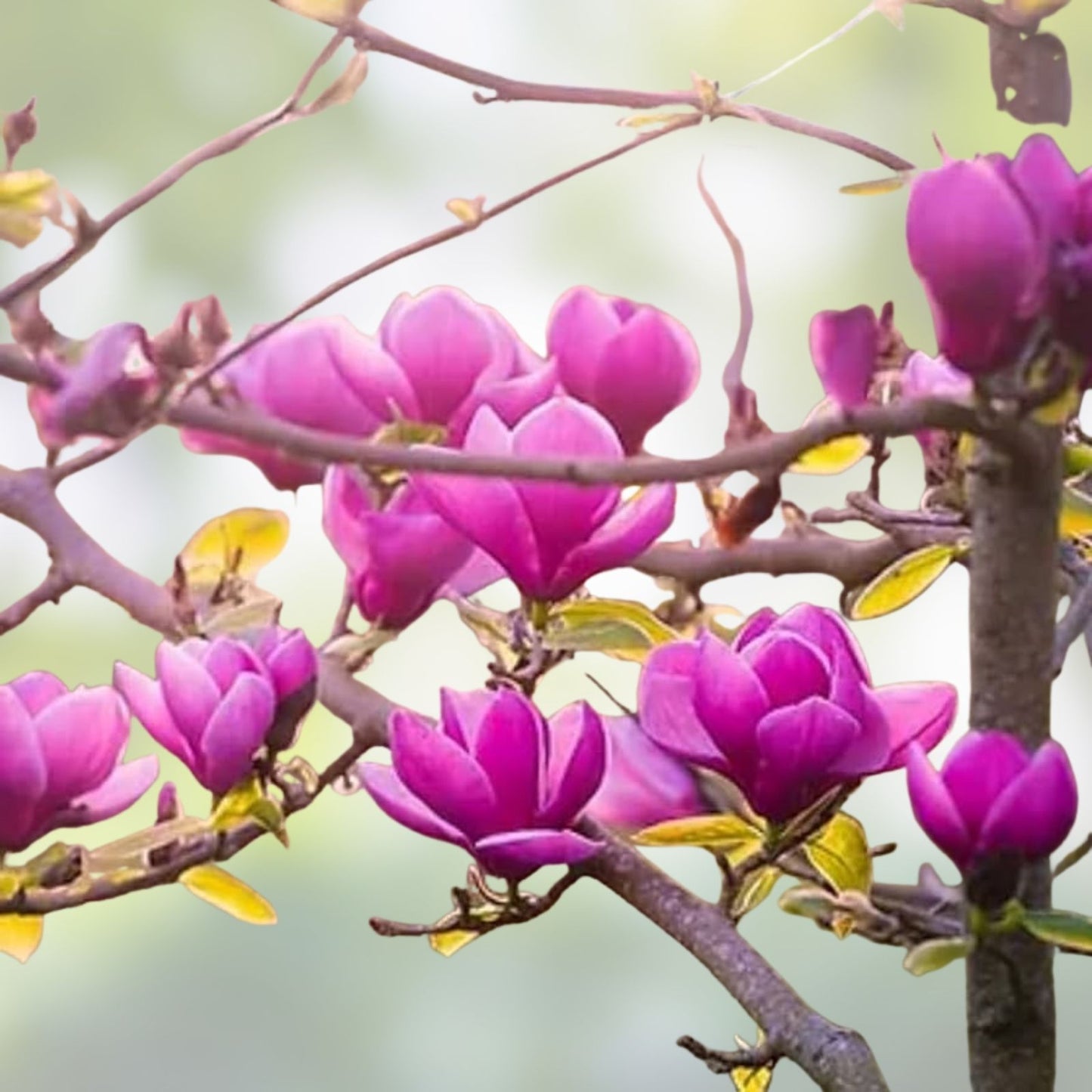 Jane Magnolia Tree 24" Bare Root Live Plant - Magnolia x 'Jane' - Reddish Purple Blooms
