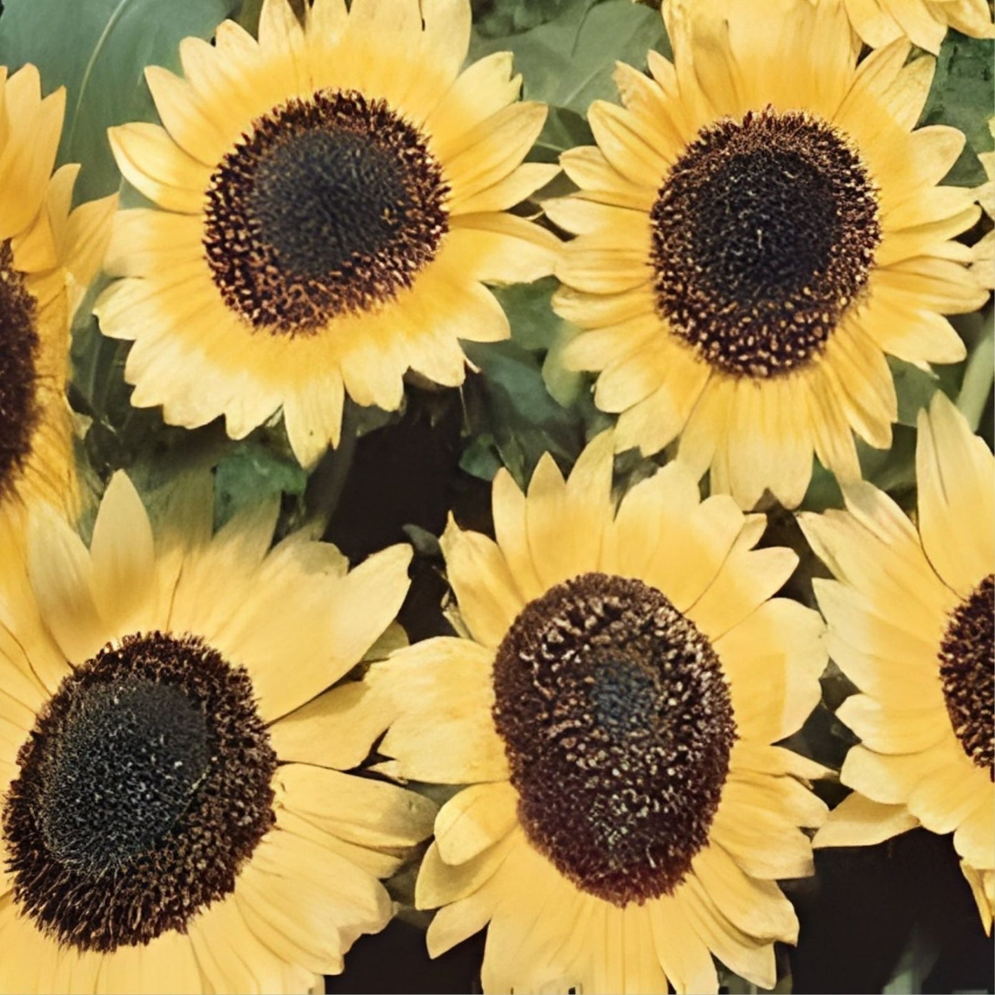 Lemon Queen Sunflower Seeds 50 Organic Helianthus annuus USA Grown Free Shipping