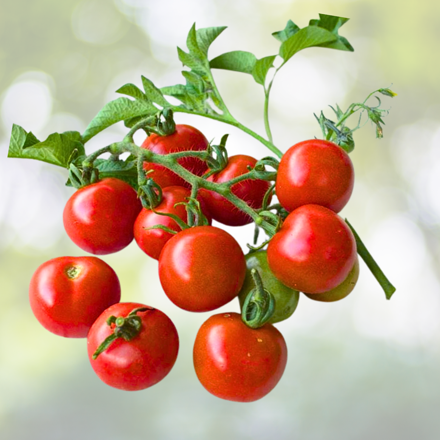 Heirloom Tomato Seeds - 50 Count - Stupice Variety - Non-GMO - Early Producer - Czech Origin