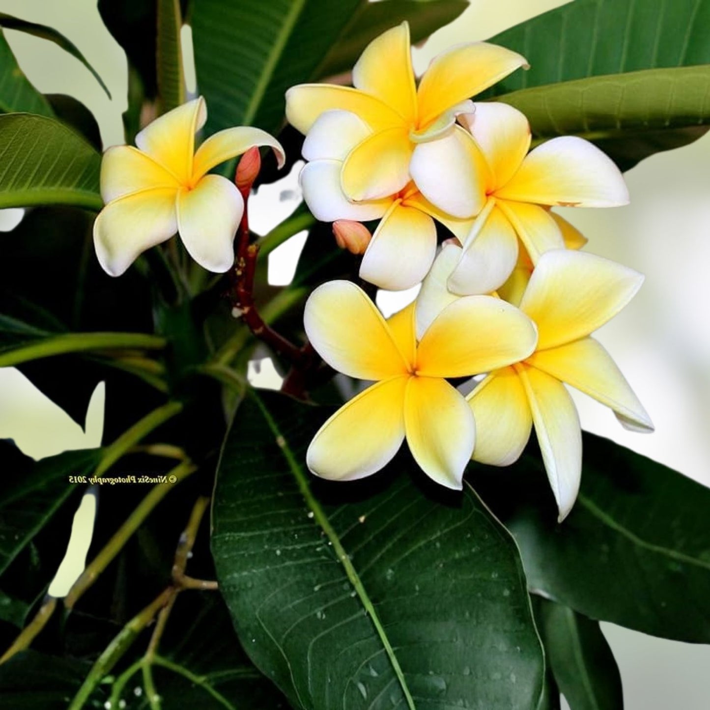 Yellow Plumeria Starter Cutting 10 inch Unrooted Single Head Pack of 10 Plumeria rubra Tropical Flowering Plant
