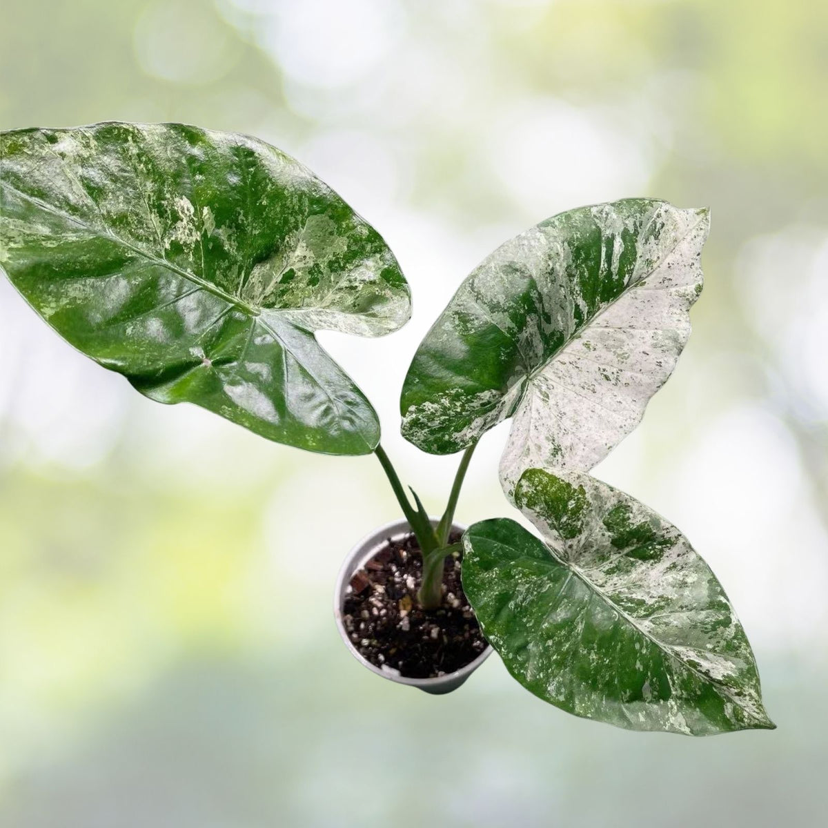 Alocasia Odora Variegata Plant in 6" Pot - Rare Tropical Houseplant with Marbled Leaves - Alocasia odora variegata